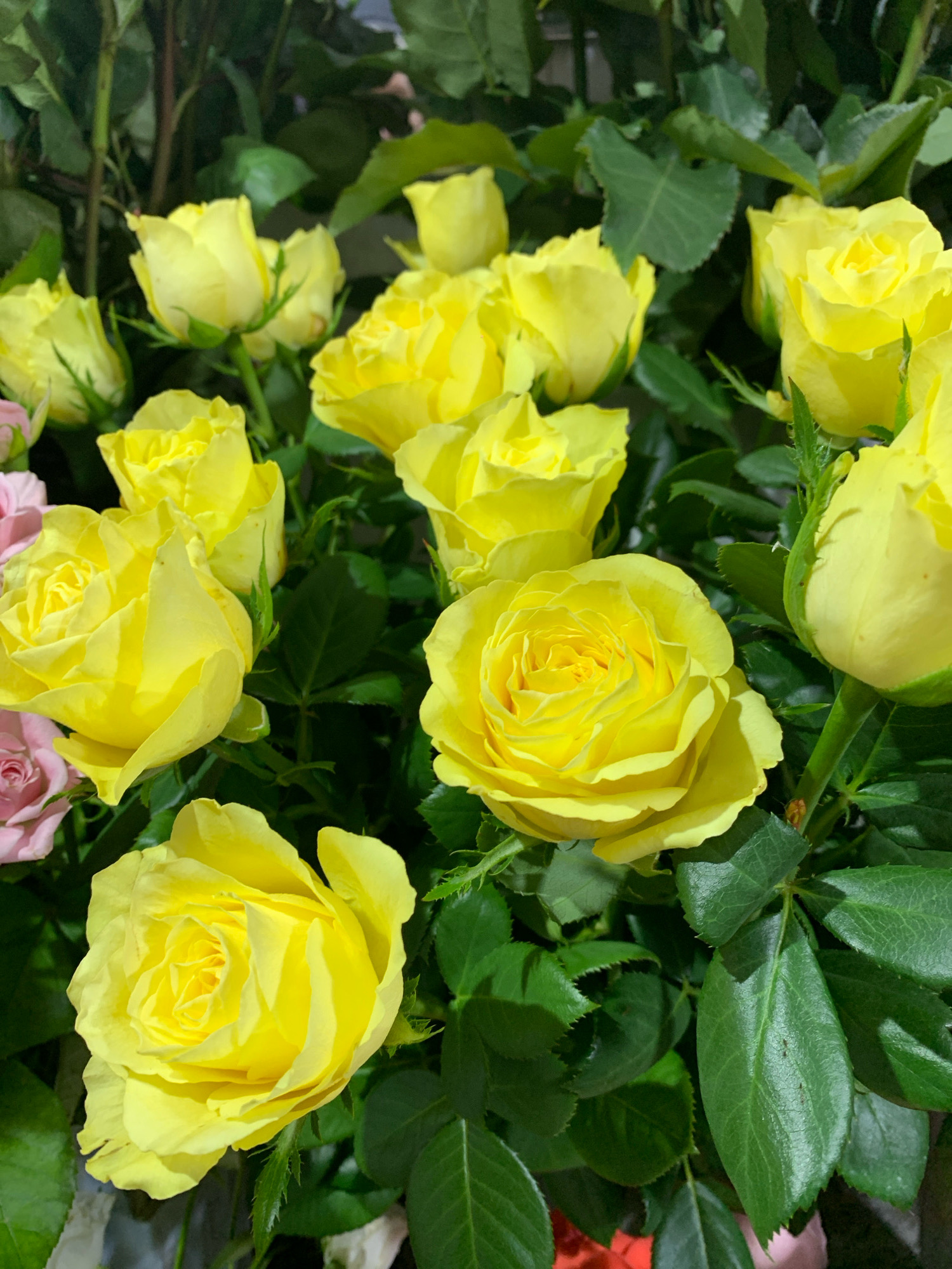 A close-up, overhead shot displays a bouquet of vibrant yellow roses interspersed with lush green foliage and hints of pink roses in the background. The roses are primarily in full bloom, with intricately layered petals, though some are still budding. The lighting suggests an indoor setting, possibly a florist shop or a well-lit home. The image does not contain any identifiable landmarks or context that would place it specifically in Sumy, Ukraine. There are no people, actions, or interactions depicted, only the floral arrangement.
