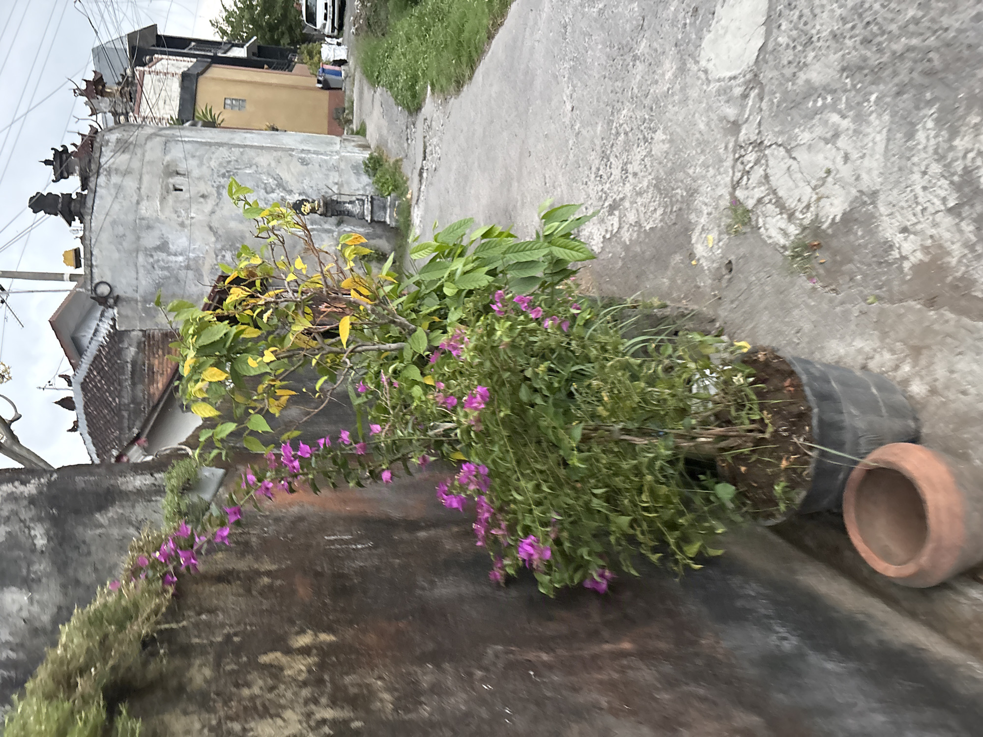 The image depicts an outdoor scene with a textured, weathered grey wall on the left. A potted bougainvillea plant with vibrant pink flowers and green foliage is positioned in front of the wall. To the right of the plant, a narrow, cracked concrete pathway runs alongside the wall and leads into the distance. In the background, there are buildings with tiled roofs and some traditional Balinese architectural elements, suggesting a location in Denpasar, Indonesia. A yellow-leafed tree stands near the buildings, and a small, dark statue is visible on a pedestal. Further down the pathway, a white car is parked. The overall environment appears to be a street or alleyway.