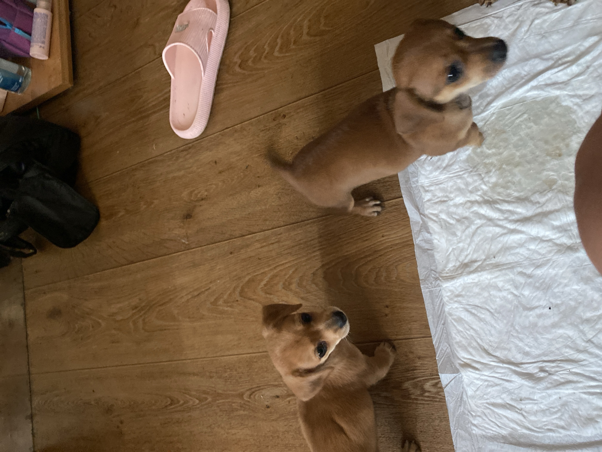 Two tan-colored puppies are on a wooden floor. One puppy is on the left, facing forward. The other puppy is on the right, facing away from the camera. A pink slipper is on the floor to the right of the puppies. A white absorbent pad is in the foreground, under the puppy on the right. The scene appears to be indoors. The image does not contain any specific information to determine the location in Dnipro, Ukraine.