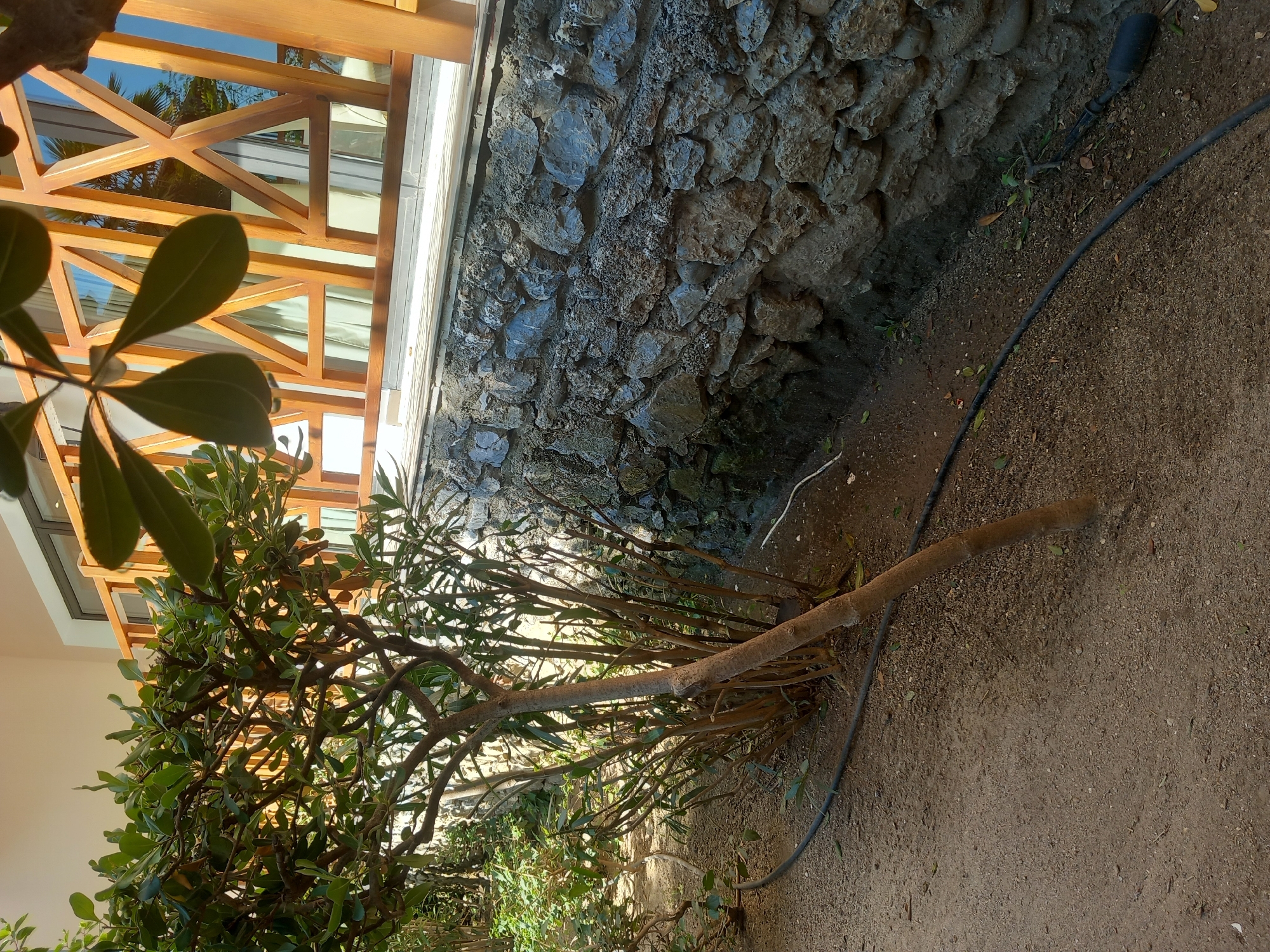 In the city of Kos, Greece, an outdoor scene depicts a garden area. In the foreground, a small tree with a thick, brown trunk and numerous thin branches with green leaves stands at an angle. The ground is covered with fine gravel and sand. A black irrigation hose snakes across the ground, passing behind the tree and extending towards the right side of the frame. Behind the tree, a textured stone wall rises, composed of irregular grey and brown stones of varying sizes, some with rough, mortar-like material filling the gaps. Above the stone wall, a wooden balcony railing with a geometric pattern of crisscrossed beams is visible. Through the railing and a glass window behind it, hints of white curtains and the reflection of a blue sky with palm trees suggest the presence of a building. The lighting indicates it is daytime, casting soft shadows.