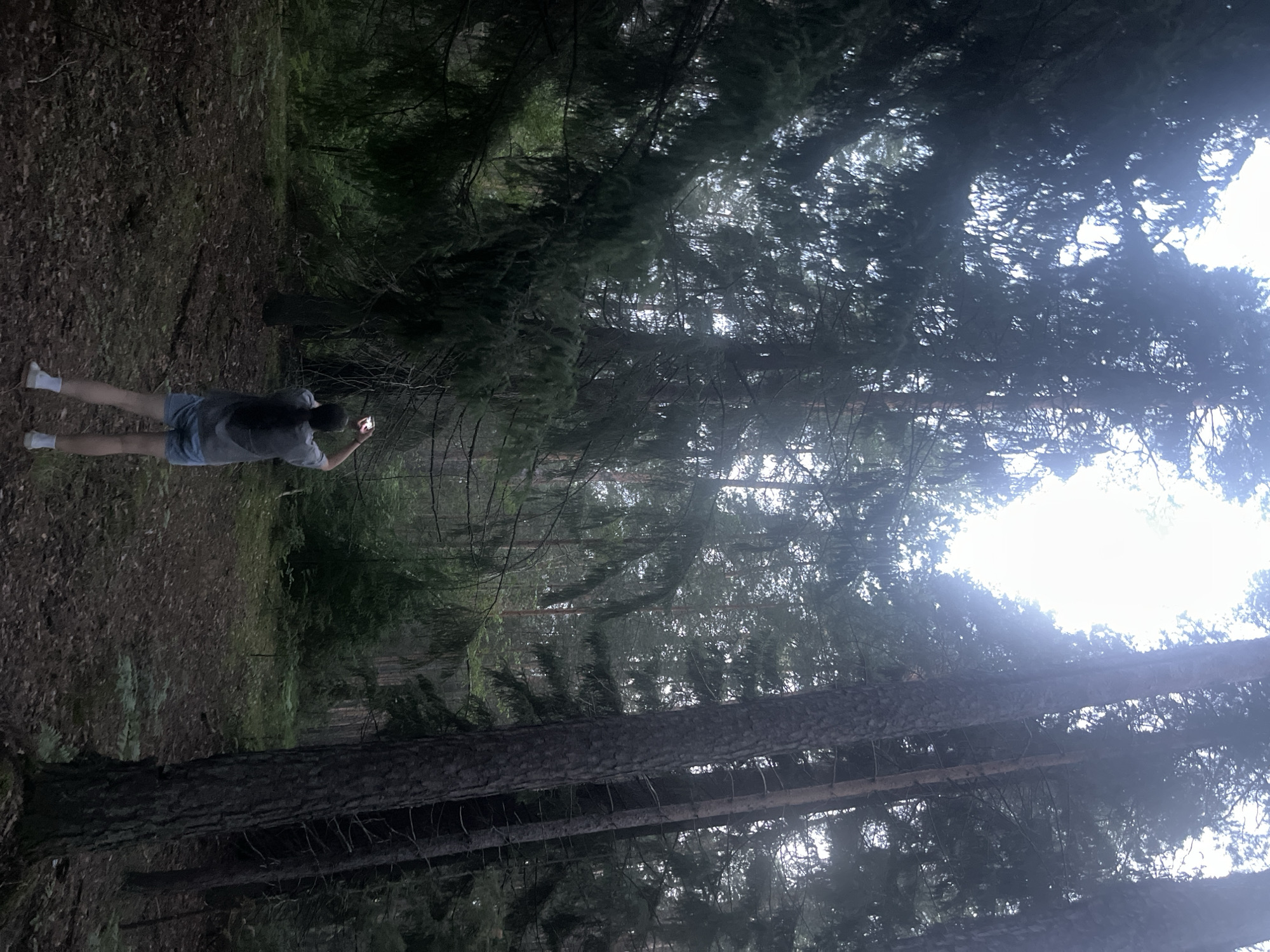 The image shows a person standing in a dense forest, holding up a smartphone as if taking a photo or video. The person is wearing a grey t-shirt and blue shorts, with white socks and dark shoes. The forest floor is covered in fallen leaves and pine needles. The trees are tall and densely packed, with a thick canopy of green needles. The sky is visible through the branches, appearing bright and possibly overcast or hazy. The overall mood is somewhat dark and atmospheric, suggesting a quiet or perhaps slightly eerie moment in nature. The person's posture suggests they are engaged in capturing something within the forest environment. The location is identified as being in Kamkoye, Russia. The time of day is not explicitly clear but the brightness of the sky might indicate daytime.