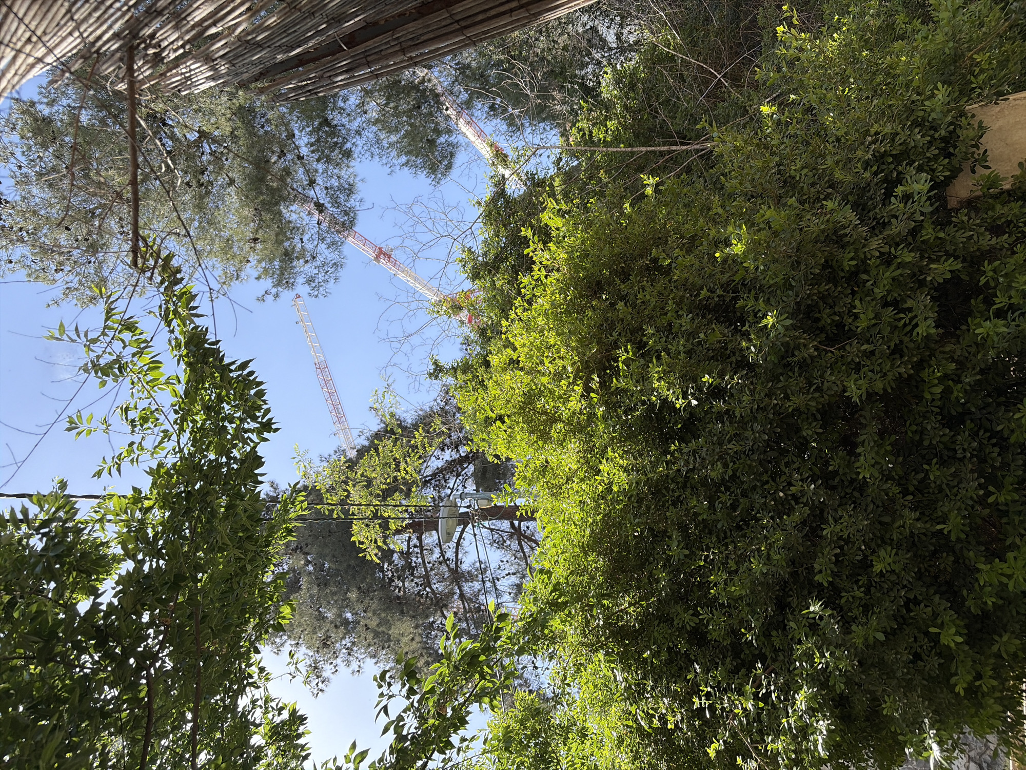 The image presents a view looking upwards, framed by the canopy of trees and a bamboo-like structure at the top. The sky is visible in between the foliage, and within this open space, three construction cranes are visible in the distance. The foliage is dense, comprised of various types of trees and shrubbery. High-voltage power lines are crossing through the branches. A city is not discernible.