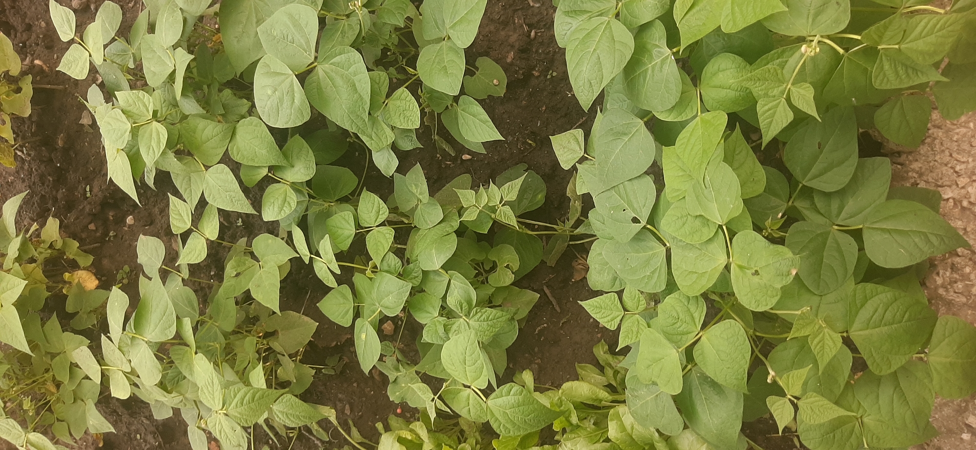 The image depicts a close-up view of a garden bed planted with green bean plants. The plants are lush and green, with numerous oval-shaped leaves. The soil is dark and appears moist, suggesting recent watering or rain. Some small white flowers are visible on a few of the plants. The overall impression is one of healthy, growing vegetation. This scene is located in a garden in the city of Yessentukskaya, Russia.