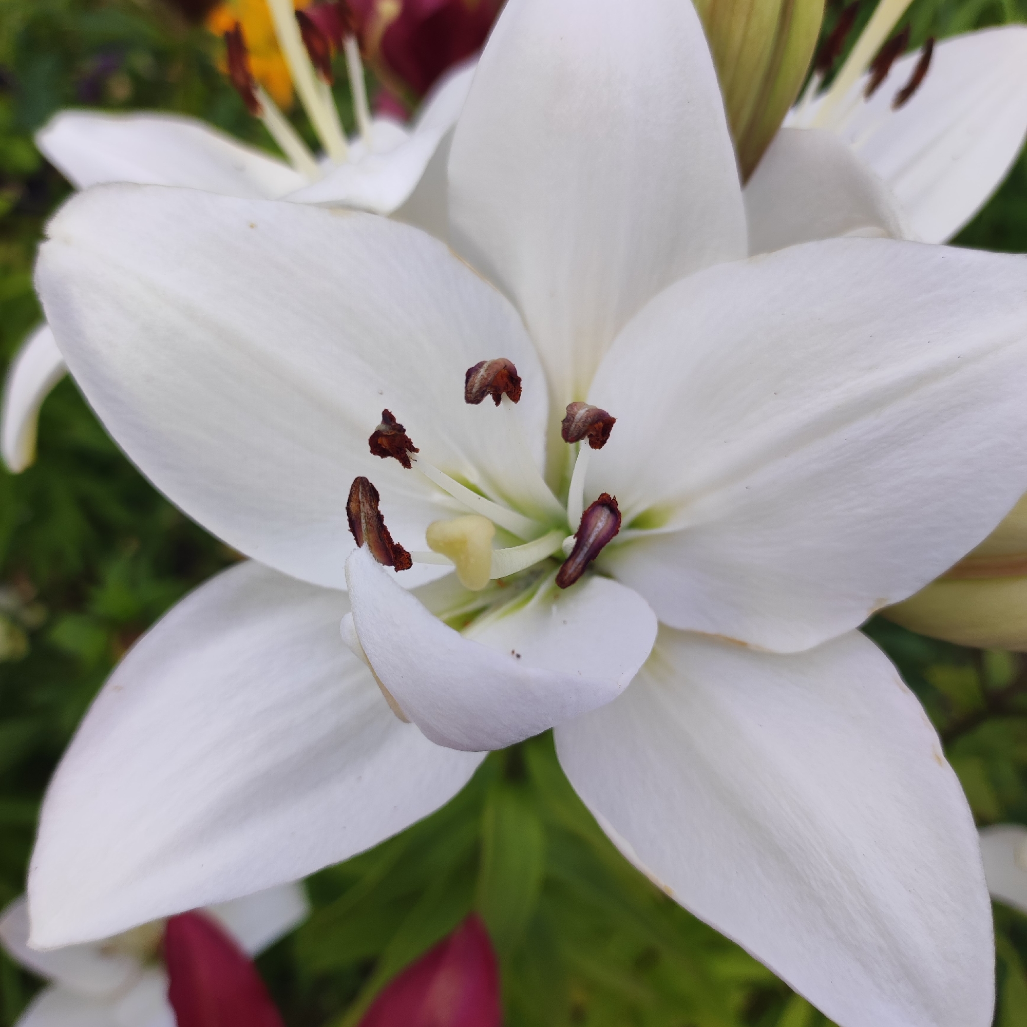 This is a close-up, eye-level, outdoor, natural light photograph of a white lily flower. The flower is in full bloom and is the central subject of the image, filling most of the frame. The petals are broad and white with subtle veining, and they curve outwards. In the center of the flower, the stamen are visible, with dark brown anthers tipped with a reddish-brown color, and a light yellow pistil. The background is blurred, showing out-of-focus green foliage and hints of other flowers, including a burgundy or dark pink color in the lower portion of the image and a yellow and burgundy flower in the upper portion. The image appears to have been taken in the city of Navoloki, Russia, within a garden or park setting. There are no people or animals visible in the image.