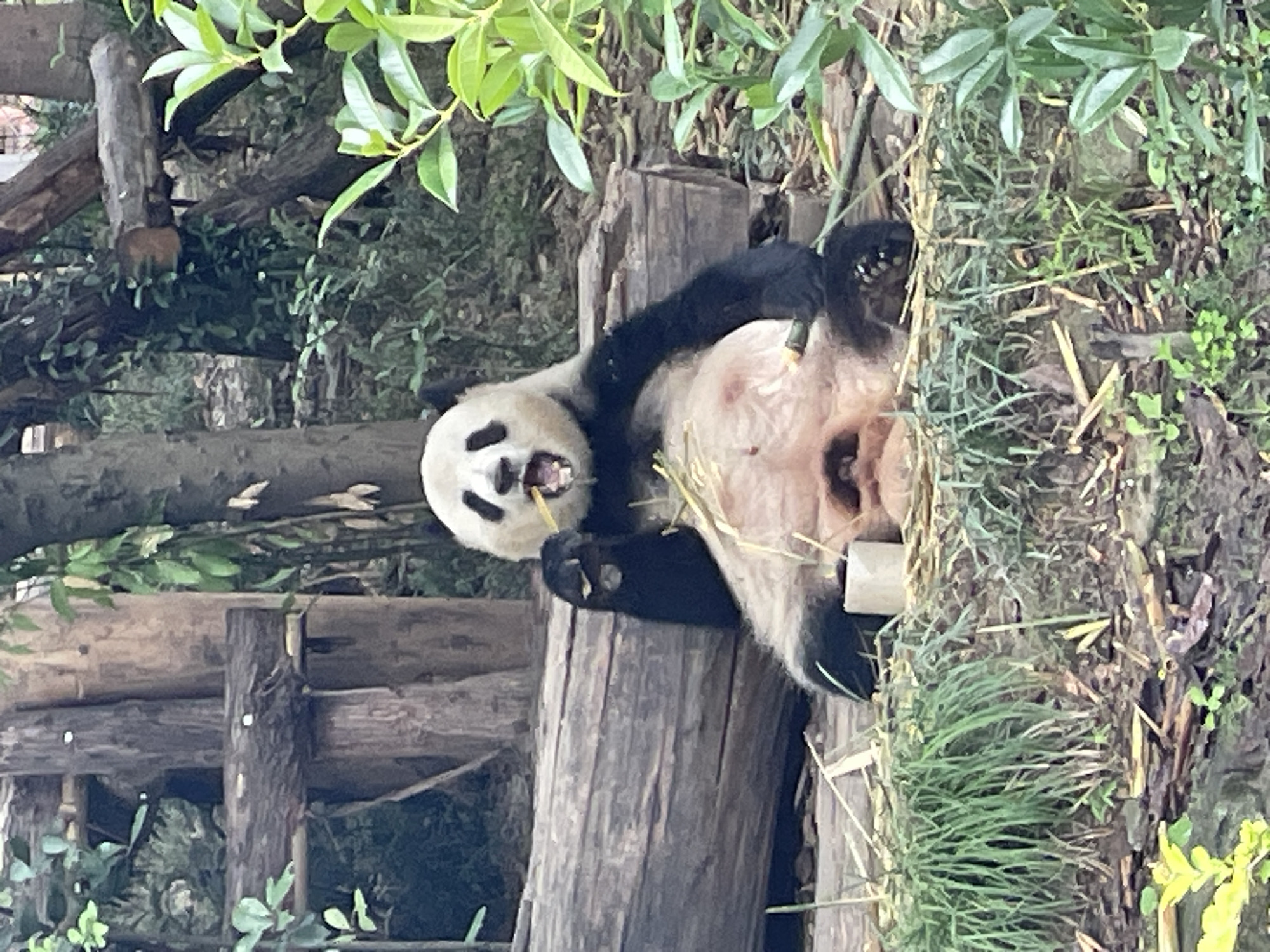 A giant panda is positioned on a tree trunk in what appears to be a natural environment. The panda is lying on its back with its limbs and belly exposed. The panda is eating bamboo. The scene also contains trees, grass, and other vegetation. The image was taken in the Chenghua District of China.