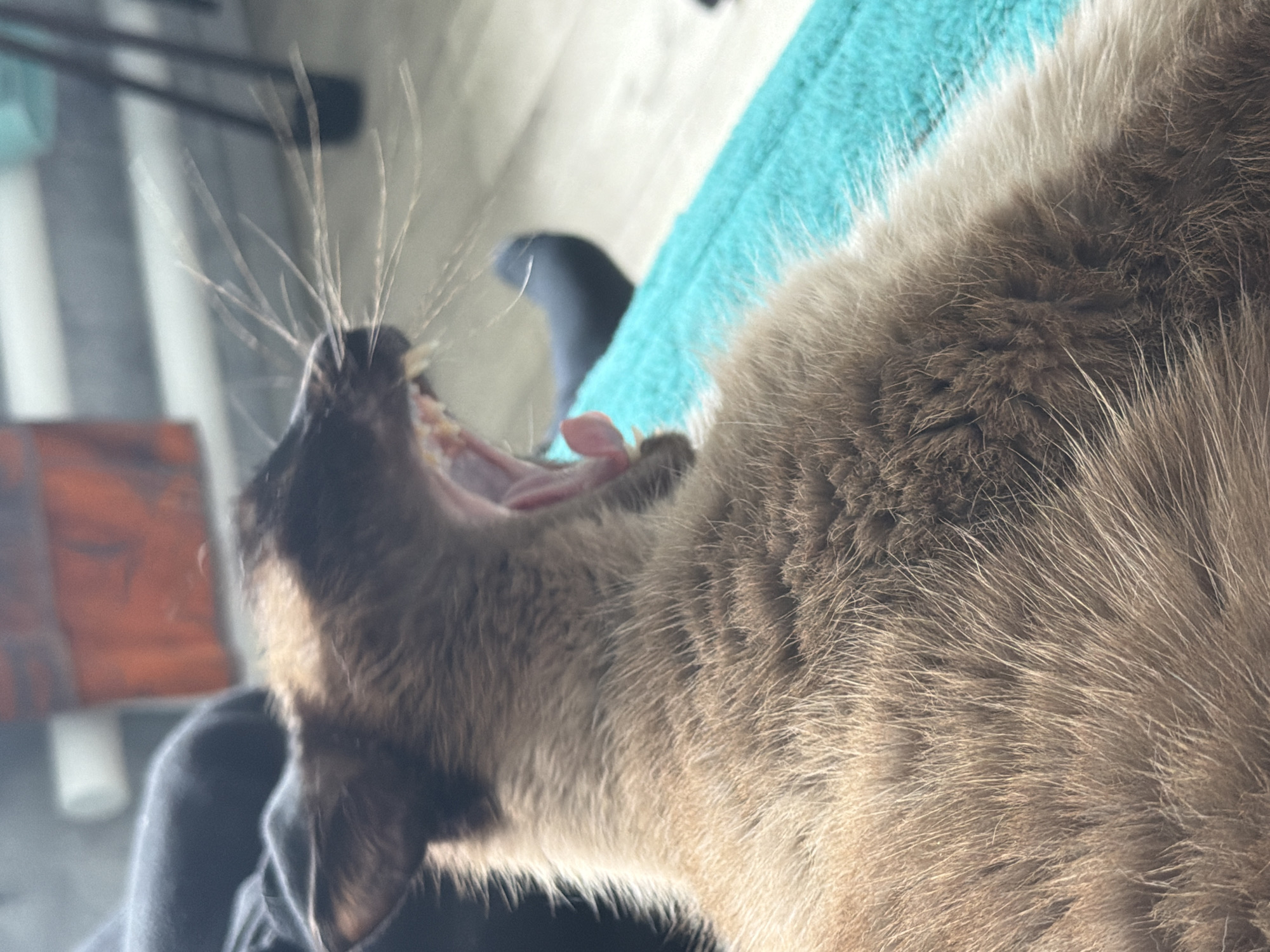 The image shows a close-up of a Siamese cat yawning, with its mouth wide open revealing its teeth and tongue. The cat's fur is visible in detail, showing its light brown and dark brown markings. The background is blurred, but suggests an indoor setting with some furniture and possibly a window. The cat appears to be resting on a teal-colored surface. There is no indication of the location being in the city of Япрыково, Russia, or any other specific city.