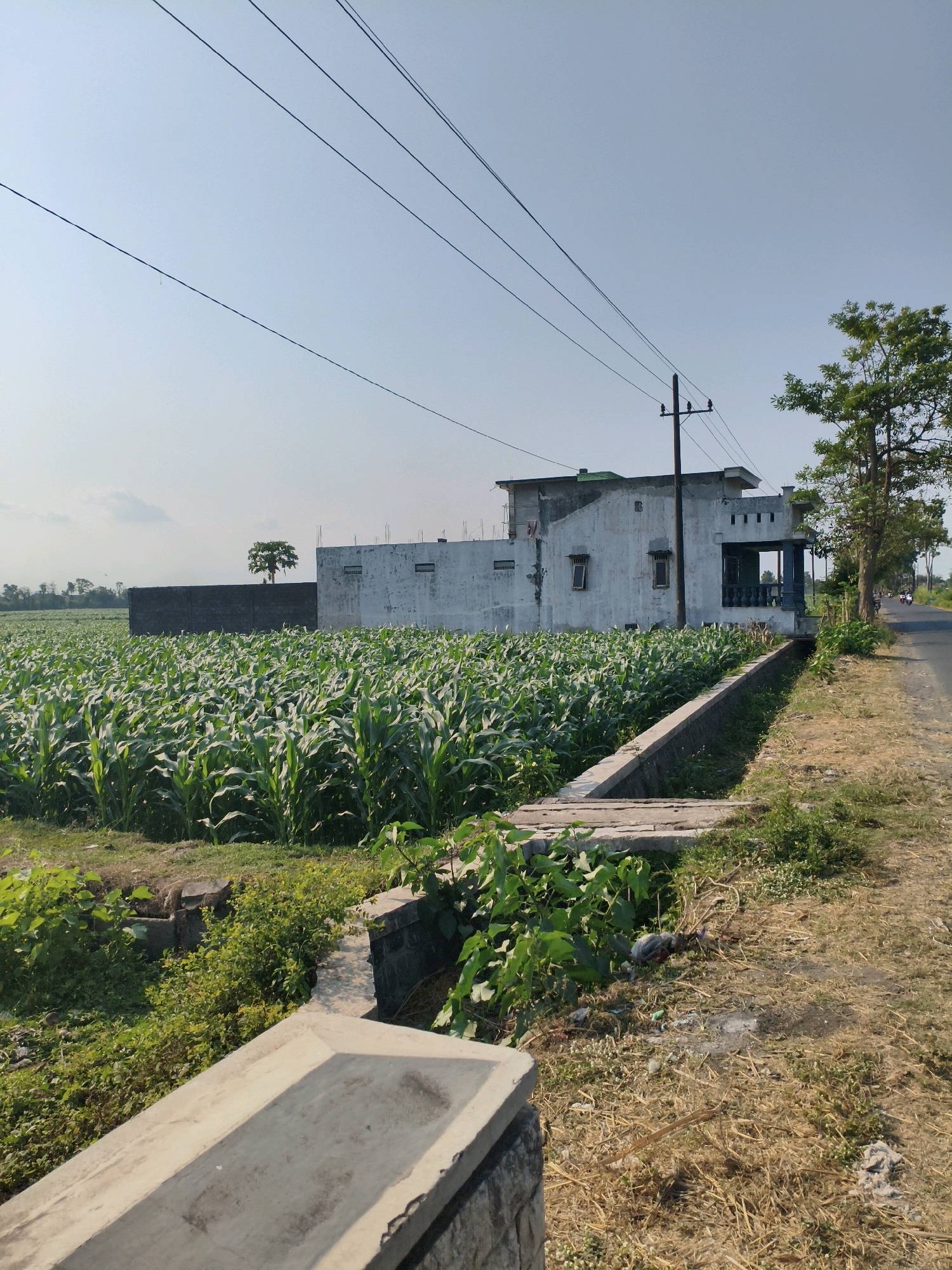 The image depicts a rural scene in the city of Mirigambar, Indonesia. A vast field of green corn stalks occupies the left side of the frame, stretching towards a dark concrete wall. Behind the wall, a partially constructed building with white walls and unfinished elements is visible, with a single tree in the distance. A narrow concrete ditch runs along the right side of the cornfield, bordered by dry grass and low-lying vegetation. A paved road is situated to the right of the ditch, with a single tree with green leaves and a utility pole beside it. The sky is clear and blue. The scene appears to be captured during daylight.