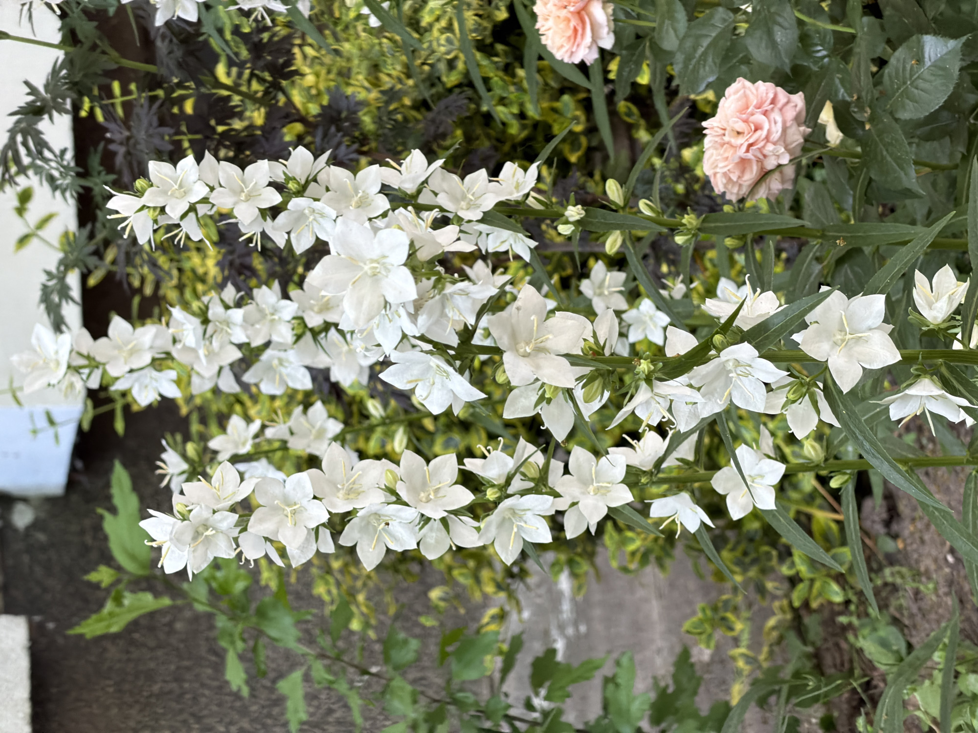 The image features a close-up view of a garden with white bellflower-like blossoms dominating the scene. A few salmon-colored roses are also visible in the upper right. The background consists of varied foliage, including dark and light green leaves. The location is likely in Sofia, Bulgaria. The focus is on the flora with no people present. The scene depicts a tranquil outdoor setting.