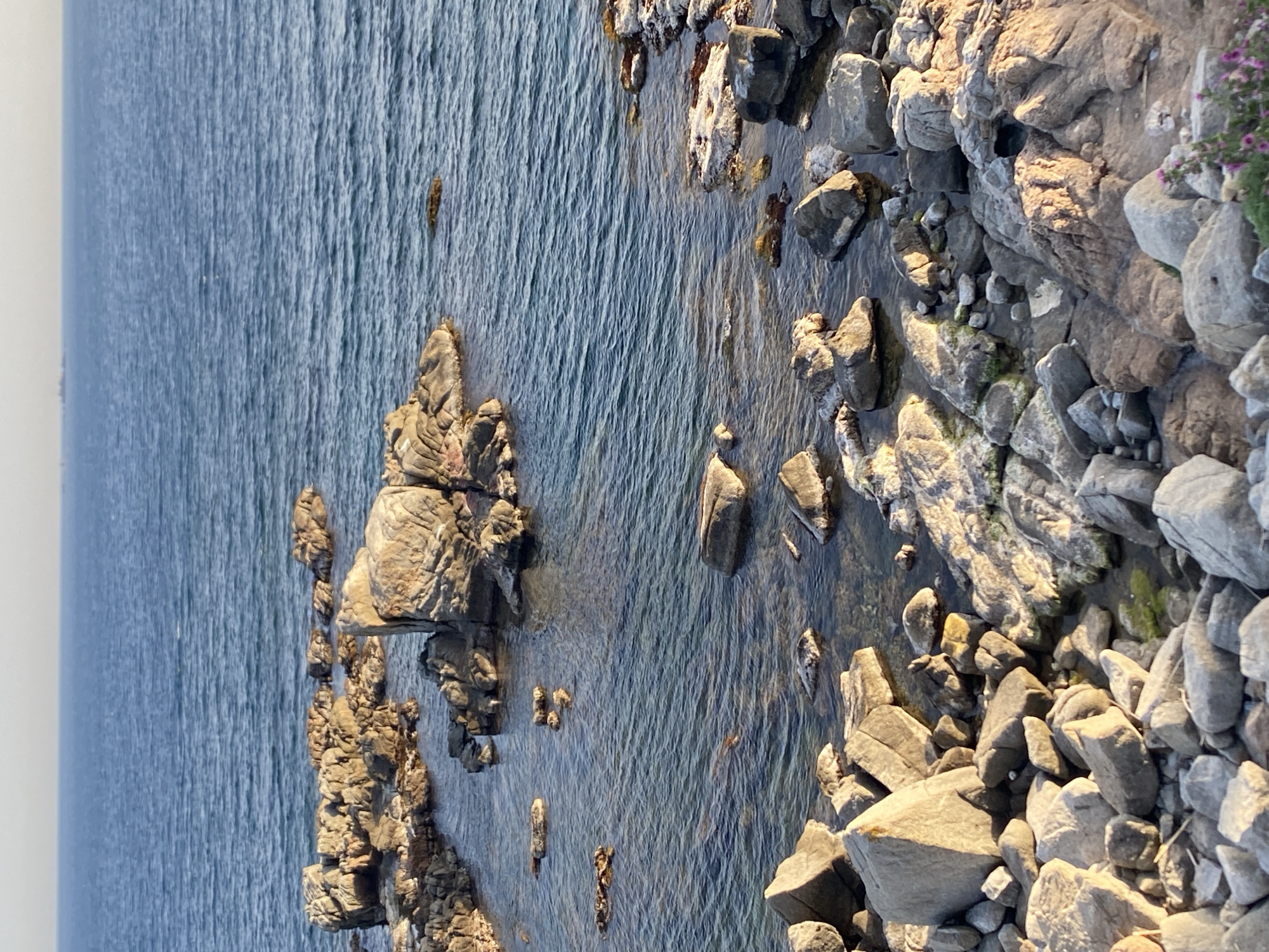 The image depicts a rocky coastline meeting the sea, likely near Palafrugell, Spain. The focus is on the rough terrain where large, gray rocks are scattered both on the shore and partially submerged in the clear water. The water is relatively calm with subtle ripples. The lighting suggests either early morning or late afternoon, with soft shadows highlighting the texture of the rocks. There's no sign of human activity or the presence of specific objects besides natural elements. The view is from above.