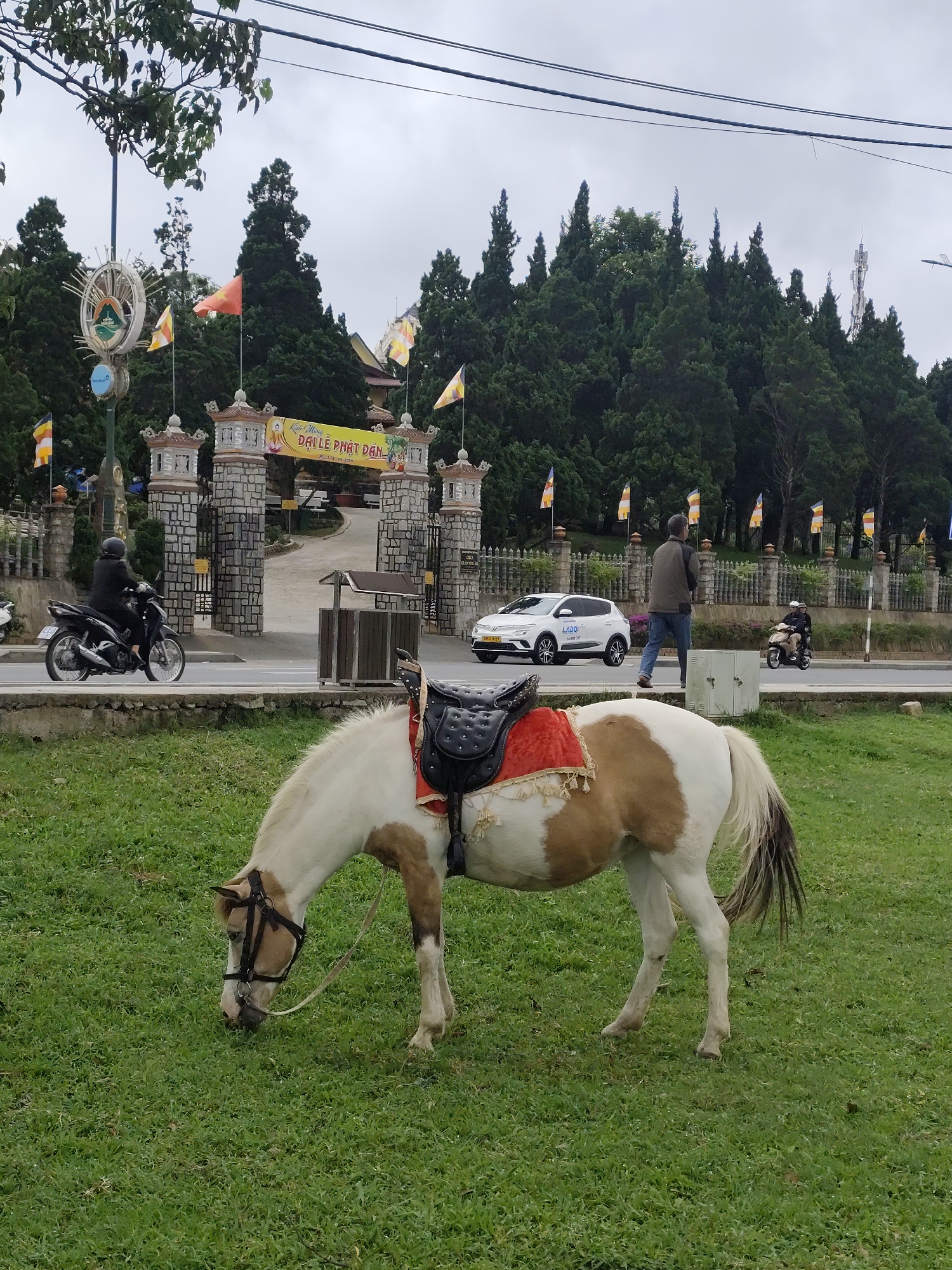 The image shows a saddled horse grazing on a grassy field in front of a gateway. The gateway is adorned with flags and a banner. Motorbikes and a white LADO car are visible on the road behind the horse. A man is walking across the road. In the background, there's a dense grove of pine trees. The location appears to be the entrance to the Truc Lam Pagoda in Da Lat, Vietnam, recognized by the architecture, flags and trees. The sky is overcast.