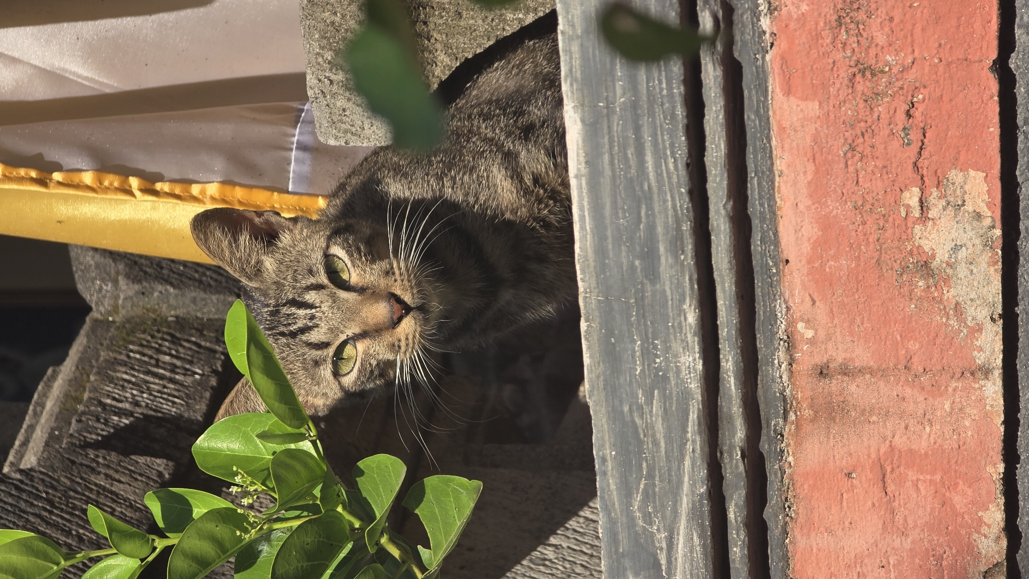 A tabby cat is peering down from a ledge in Banjarangkan, Indonesia. The cat's head and shoulders are visible, framed by green foliage on the left and painted wooden panels on the right. The panels are vertically oriented, with alternating colors of gray and red. The cat's face is in focus, showing green eyes and white whiskers. In the background, parts of a white and yellow object are visible. The scene is well-lit, suggesting an outdoor setting.