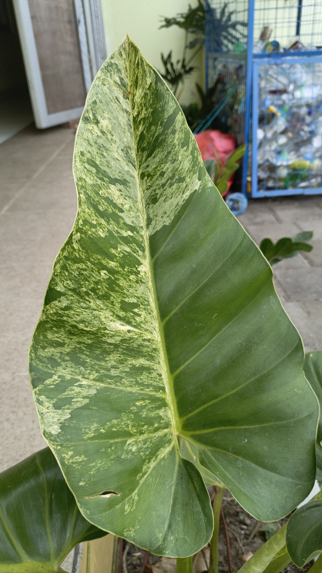 A close-up, eye-level shot focuses on a variegated green and yellow leaf, filling most of the frame. The leaf displays a mottled pattern with patches of lighter yellow and white intermingled with deep green. Prominent veins run down the length of the leaf, creating a textured surface. The edge of the leaf is slightly wavy. In the background, blurred elements suggest an outdoor setting. To the left, a portion of a pale wall and a doorframe is visible. To the right, a blue metal cage-like structure, possibly a recycling bin or storage unit, is filled with various items, including plastic bottles and other containers. A red object, possibly a cloth or plastic bag, is also visible within the cage. The ground appears to be paved or made of rough concrete. The overall lighting is natural, indicating daytime. The image is taken in Trihanggo, Indonesia.