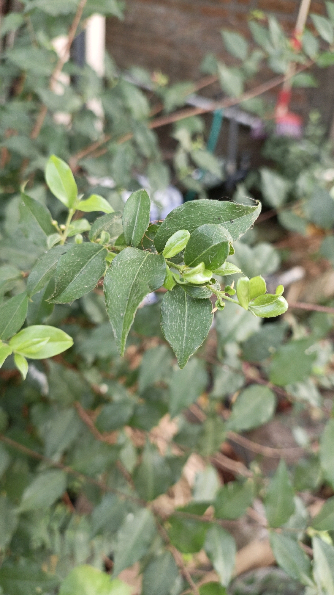 A close-up shot focuses on a branch of a plant with several green leaves. The leaves are oval-shaped with pointed tips and exhibit a slightly textured surface. Some of the leaves are smooth and bright green, while others are a deeper shade and show visible veins. In the background, the scene is blurred, showing more green foliage and hints of brown branches. The overall impression is of lush greenery, possibly from a garden or park setting. The image does not provide any specific clues to pinpoint its exact location within Cikal, Indonesia, as there are no identifiable landmarks or distinguishing features of the surrounding environment.