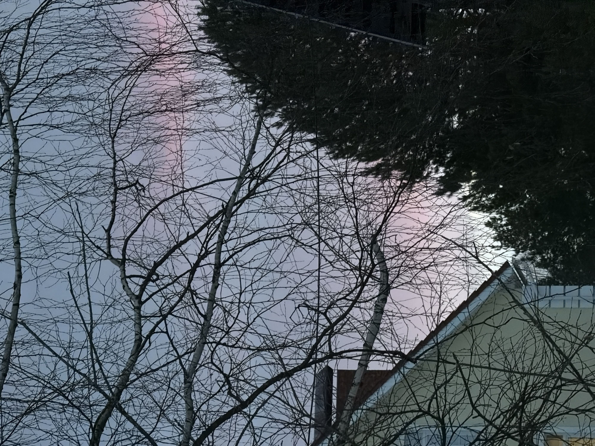 The image shows a section of Dubovaya, Russia, primarily featuring trees, a house, and a sky with a noticeable vertical light phenomenon. In the foreground, bare tree branches, likely birches given their white bark, obscure much of the view. Behind the trees, the corner of a light-colored house with a red-tiled roof is visible. A dark evergreen tree stands to the right, partially obscuring the house. In the background sky, there is a distinct vertical column of light, appearing pinkish/red. The overall atmosphere suggests either dusk or dawn. No people are visible.