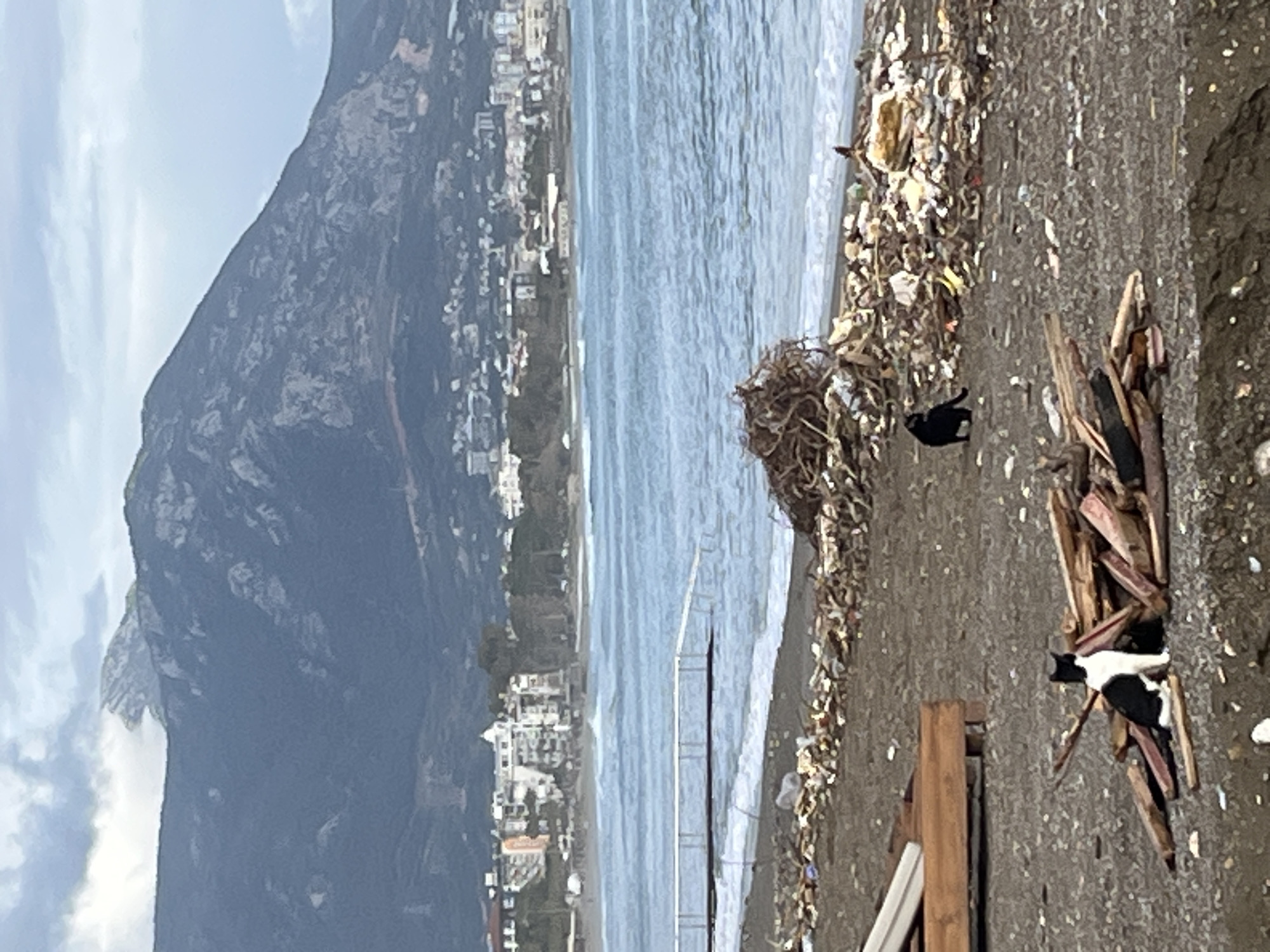 The photograph shows a littered beach in Alanya, Turkey, with a mountain rising in the background and buildings along the coastline. The beach is covered in debris, including plastic, organic matter, and wood. A small black cat stands near a pile of debris. A second cat, black and white, is nestled among a stack of wooden planks and other litter. The ocean is visible in the middle ground, leading to the urban landscape. The image is taken during daylight.