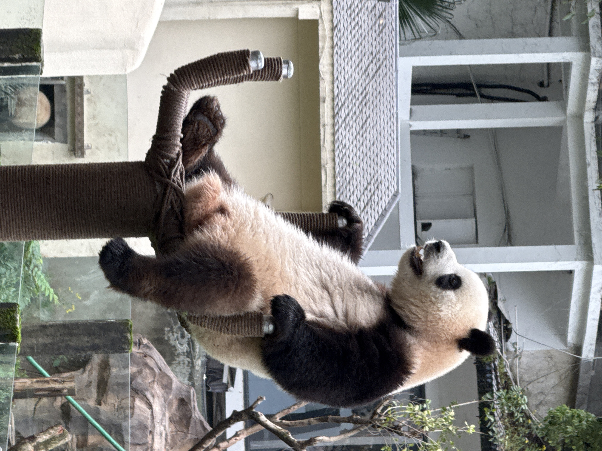 A giant panda is depicted mid-activity, hanging onto a tall, textured vertical pole within an enclosure. The panda, with its characteristic black and white fur, is gripping the brown, rope-wrapped pole with all four paws, its body suspended across the frame. Its head is tilted upwards, mouth slightly open, suggesting engagement with its surroundings or perhaps a moment of rest during play.
The immediate setting includes a clear glass barrier in the foreground, indicating a viewing area for spectators, and behind the panda, a structure of white frames and textured walls, likely part of its habitat. Further in the background, more substantial, light-colored modern buildings with distinct architectural lines are visible, along with some natural elements like green foliage and tree branches. The overall environment suggests a well-designed zoo or wildlife park enclosure.
The image is oriented 90 degrees clockwise, making the panda appear to be defying gravity across the frame, though it is realistically hanging from a vertical structure. The time of day appears to be daytime, with ample light illuminating the scene. The location is Jiulongpo District, China. There is no visible text in the image.