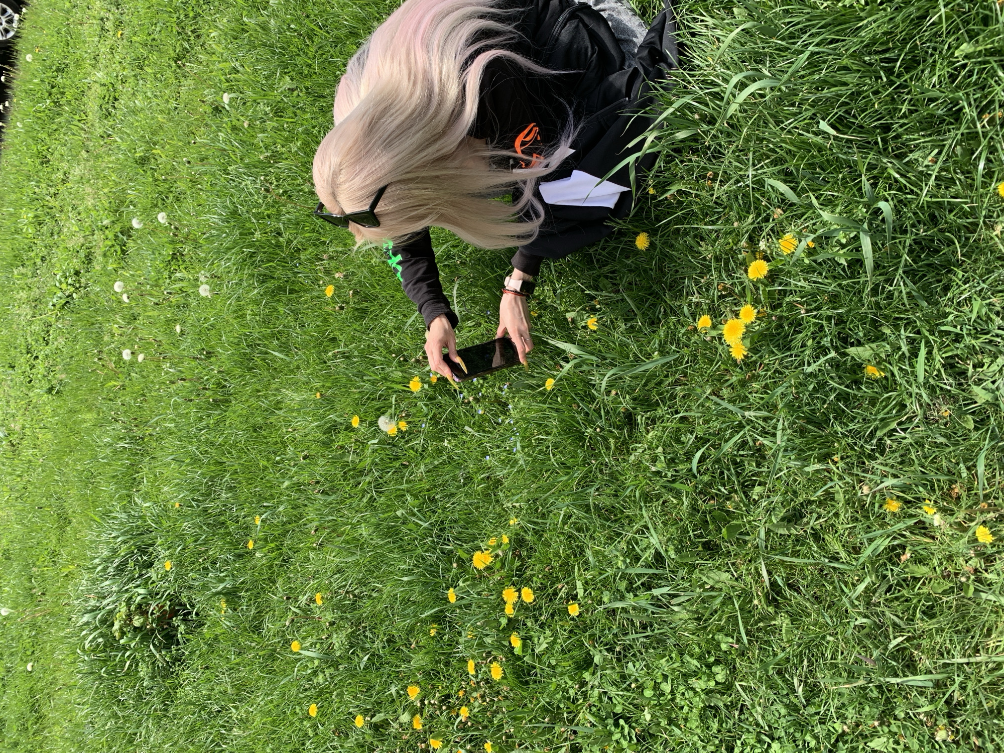 A person with long, blonde hair, wearing a black hoodie and sunglasses, kneels in a grassy field in Unknown, Unknown. The person holds a smartphone in their hands, appearing to take a photo of the dandelions scattered throughout the grass. The environment is primarily green with patches of yellow from the dandelions and some white from dandelion seed heads.
