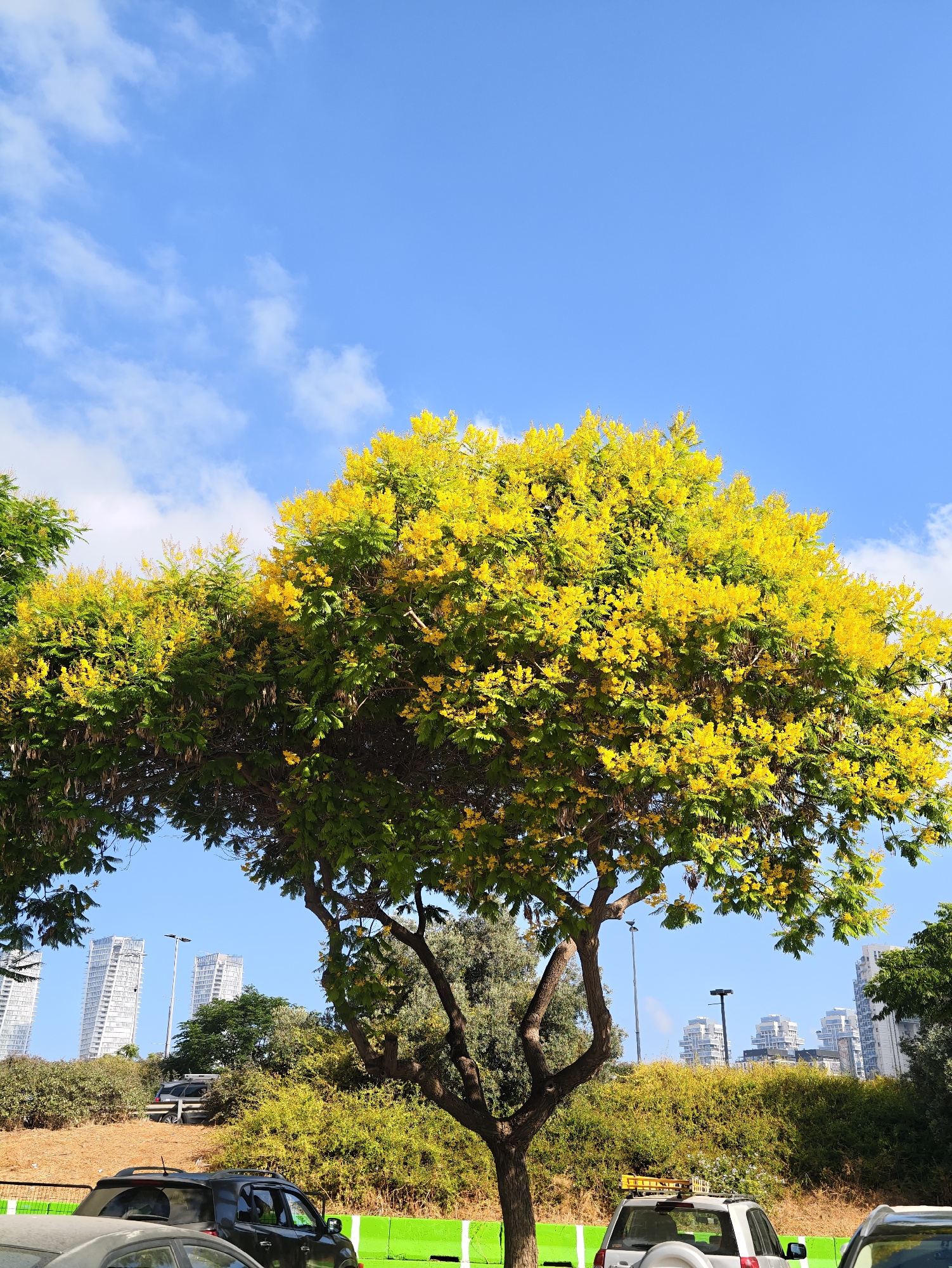 A large tree with bright yellow flowers dominates the foreground of this outdoor image, set against a clear blue sky with scattered white clouds. The tree's branches spread widely, covered in dense green foliage and clusters of vibrant yellow blossoms. In the background, several modern white high-rise buildings are visible, suggesting an urban environment. A road runs along the bottom of the image, with parts of two cars visible in the foreground. The presence of these buildings and the overall appearance suggest the location is Givatayim, Israel.