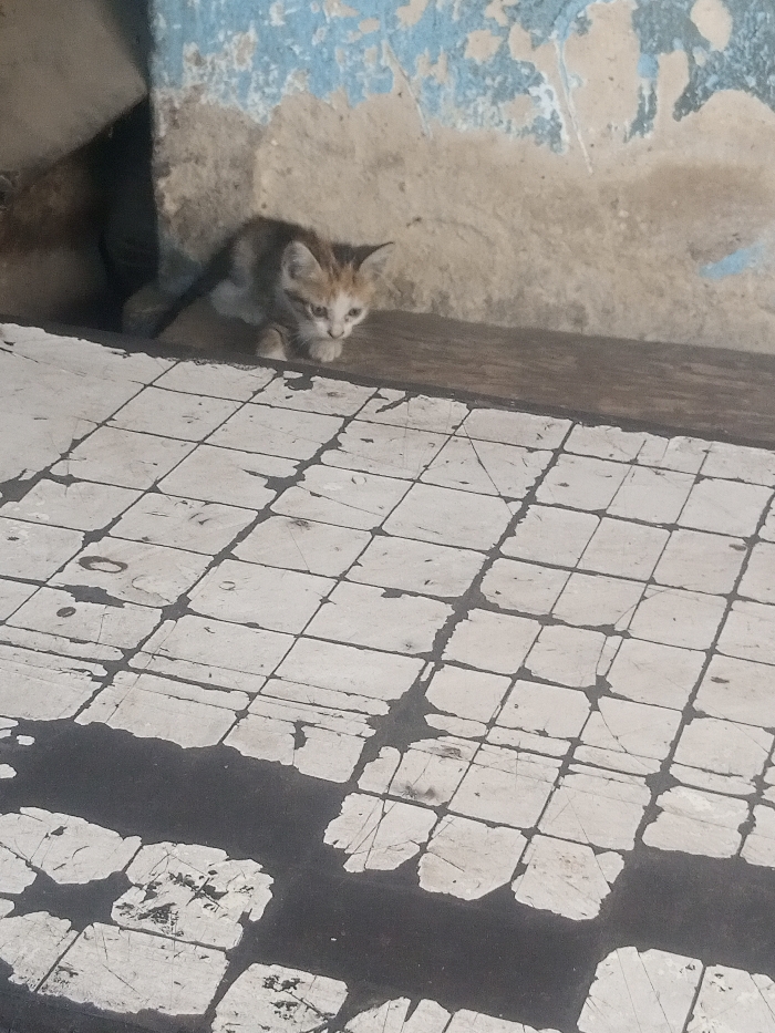 The scene depicts an outdoor or semi-outdoor location within Mtopanga ward, Kenya. A small kitten, exhibiting white and orange/light brown patched fur, is situated in the midground. The animal is in a stationary, crouched position on a dark, raised ledge, with its gaze directed slightly downward and forward. Behind the kitten, a textured wall displays significant signs of wear, featuring peeling light blue paint over a tan base and a shadowed recess to the left. The foreground comprises a light-colored tiled floor, arranged in a grid pattern with dark grout lines. These tiles show extensive damage, including chipping and exposed dark material underneath, particularly prominent in the lower left and central portions of the frame. The lighting suggests natural daylight.
