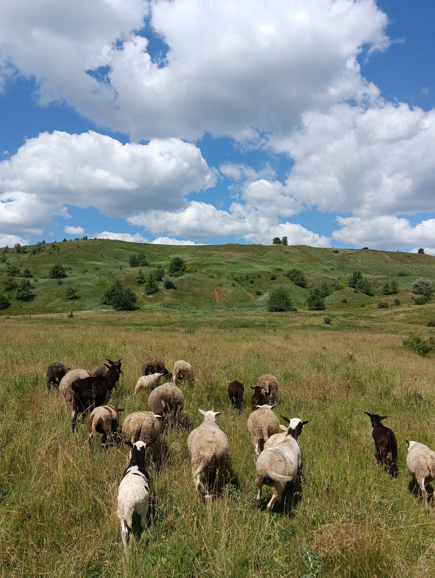 A flock of sheep grazes in a grassy field under a blue sky with fluffy white clouds. The field is sloped, with green grass and scattered trees. The sheep are of various colors, including white, brown, and black. Some of the sheep are facing away from the camera, while others are facing towards it. The sheep appear to be in a natural, rural setting.