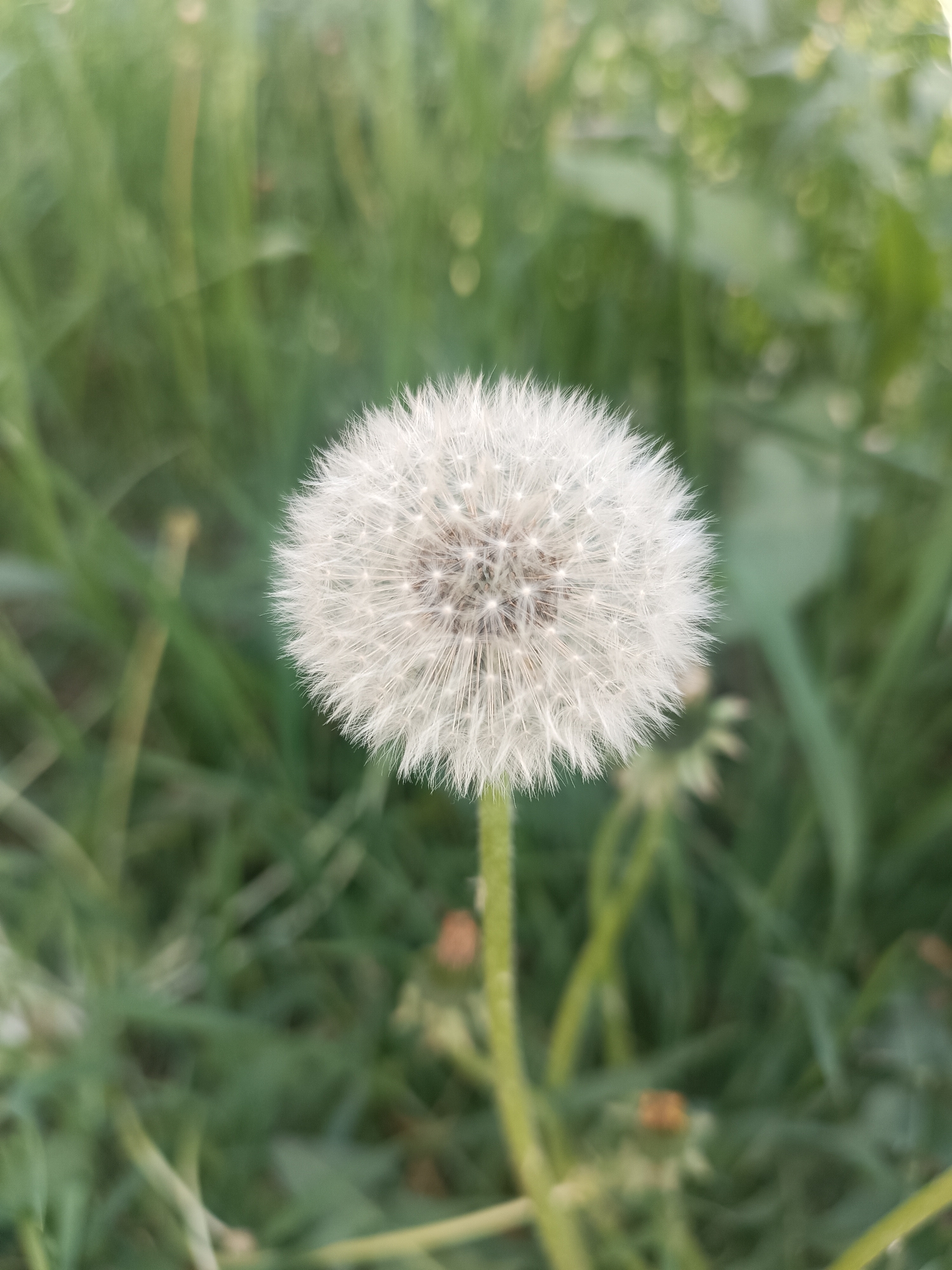 The image shows a dandelion seed head in sharp focus, set against a blurred background of green grass and foliage. The dandelion is centered in the frame. The stem of the dandelion is visible and appears to be green. The overall lighting is soft and diffused. No people or indications of the city of Chaikovsky are visible in the image.