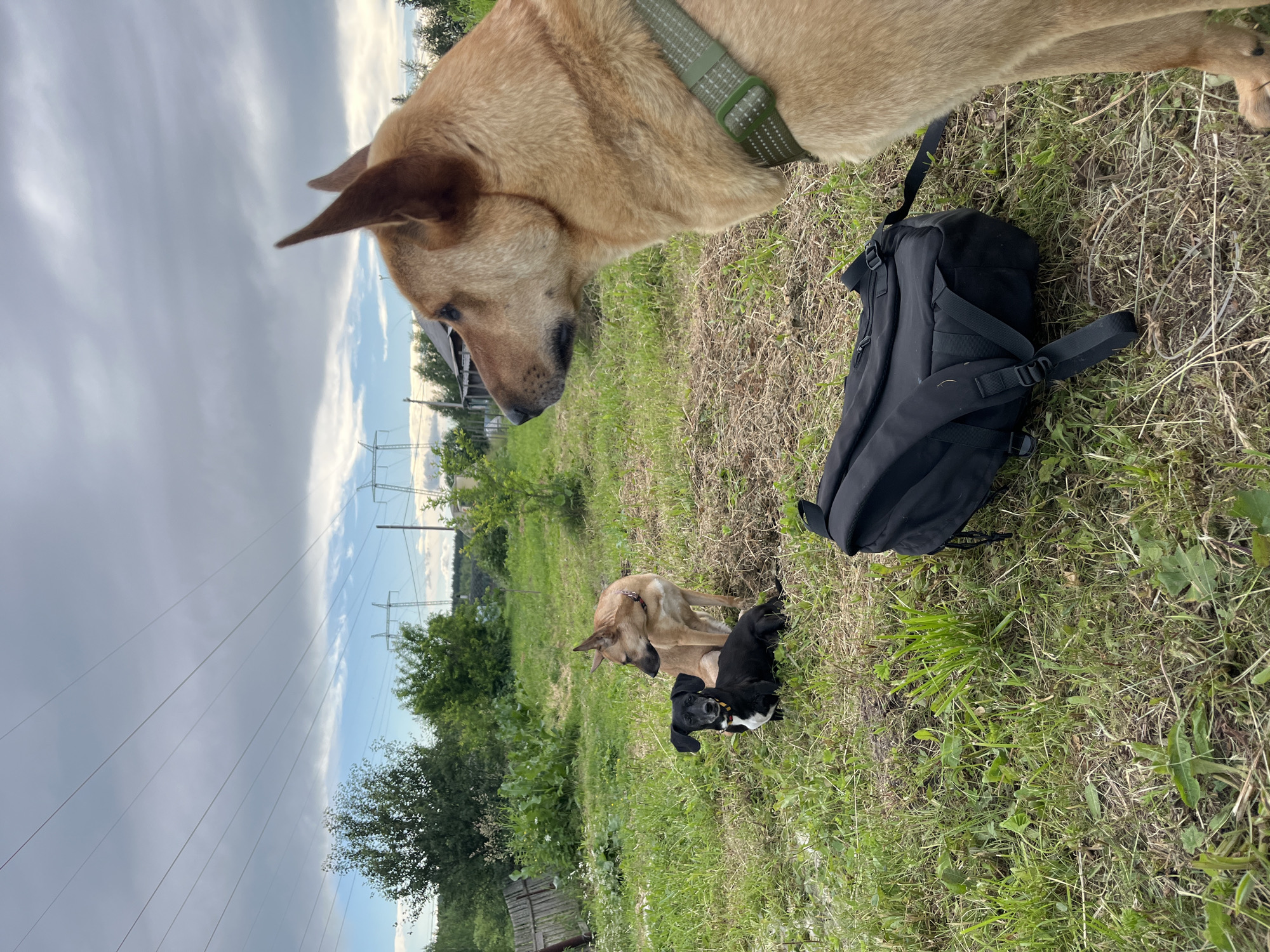 In a grassy, outdoor setting, likely in Nizhny Tagil, Russia, three dogs are the primary subjects. One larger, light-brown dog stands over two smaller dogs. One of the smaller dogs is black with a yellow or white collar and is lying down, looking towards the camera. The other small dog is partially obscured. A black backpack is placed on the grass near the larger dog.
The scene appears to be a casual outdoor gathering, possibly a park or a field. The time of day is uncertain, but the sky is overcast with clouds. The overall mood is relaxed, with the dogs appearing calm and curious. There is no visible text in the image. The background shows hints of rural or semi-rural landscape with trees and what appear to be power lines, suggesting the location is not a densely urban area.