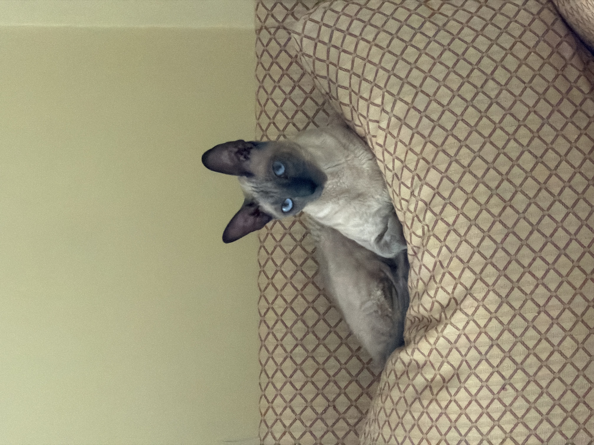 A Siamese or similar breed cat with striking blue eyes and short, wavy fur lies on a cushioned surface. The cat is facing the viewer, with its body curled. The cushioned surface appears to be a patterned pillow or sofa, with a repeating diamond design in shades of tan and reddish-brown. The background is a plain, light yellow wall. The image is a medium shot, focusing on the cat and its immediate surroundings. There is no indication of the location being in El Vendrell, Spain, as the image provides no context clues for that specific location.