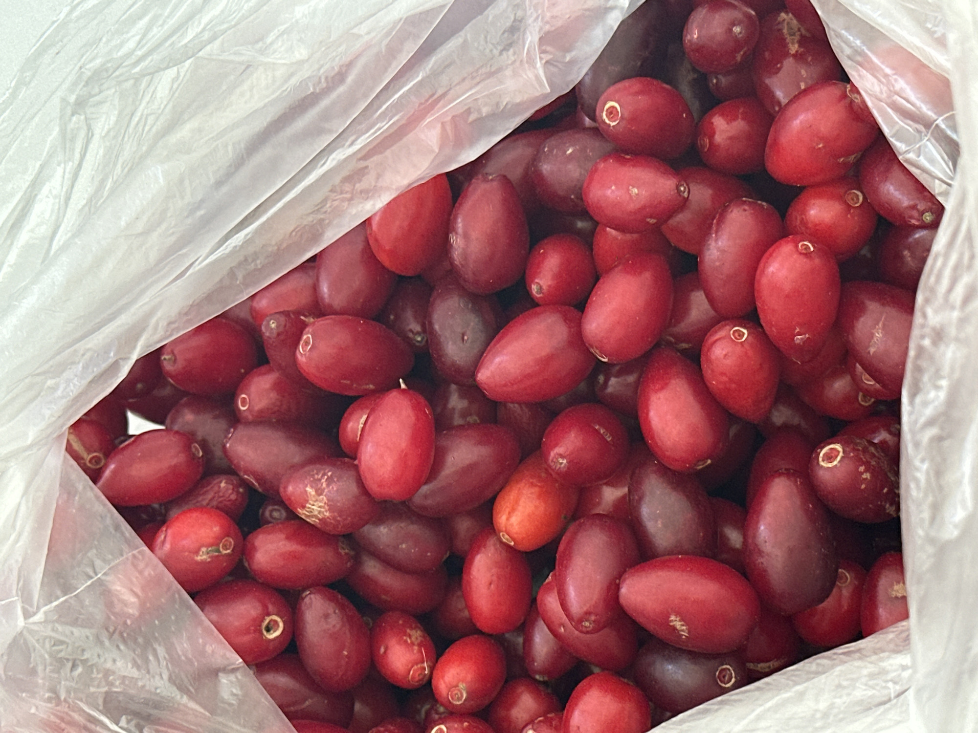 A close-up, top-down shot shows a pile of ripe, red, oval-shaped berries inside a translucent white plastic bag. The berries are densely packed, with some overlapping and others partially obscured by the bag. A few of the berries show slight imperfections or blemishes. The plastic bag is creased and slightly wrinkled, allowing for a clear view of the fruit within. The lighting is bright, casting subtle shadows and highlighting the glossy surface of the berries. The scene appears to be domestic, possibly a kitchen or pantry, in Nevinnomyssk, Russia.
