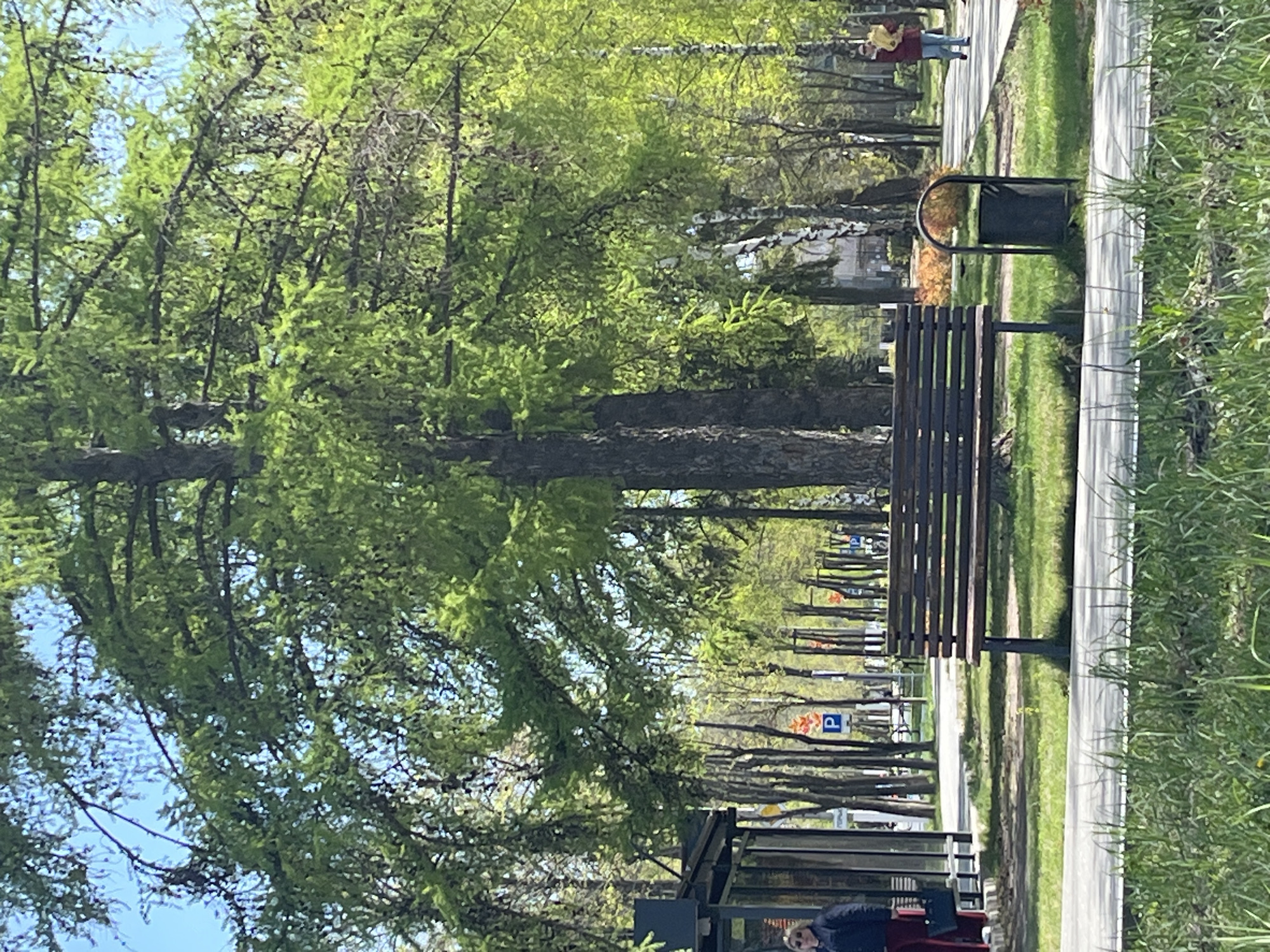 An outdoor scene in Chaikovsky, Russia, depicts a park during the day. The camera angle is vertically oriented, with a slight tilt to the left. The foreground features a partially obscured bus stop shelter with a person sitting inside. A wooden park bench and a trash can are positioned along a paved pathway. The pathway extends into the distance, lined with trees exhibiting fresh, green foliage. "P" parking signs are intermittently visible along the road, suggesting parking areas along the street. A few people can be seen walking in the distance on the pathway. Green grass is visible on the right side of the pathway.