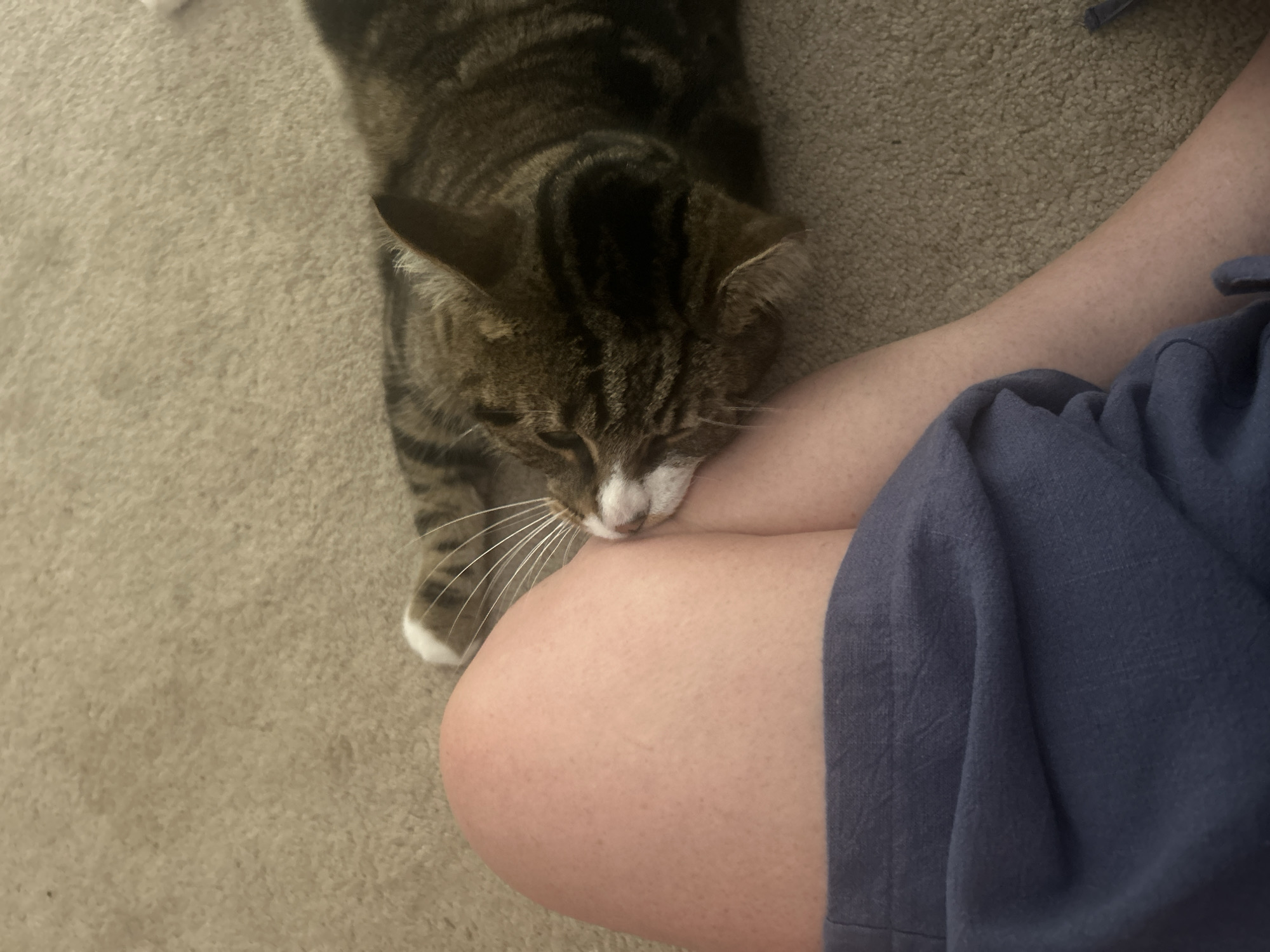 A brown and black tabby cat lies with its head resting on a person's bare thigh, near a blue fabric garment. The cat's eyes are closed, and its whiskers are prominent. The background consists of a tan carpeted floor. The scene appears to be indoors, in a residential setting, likely in the city of Farmington Hills, United States of America.