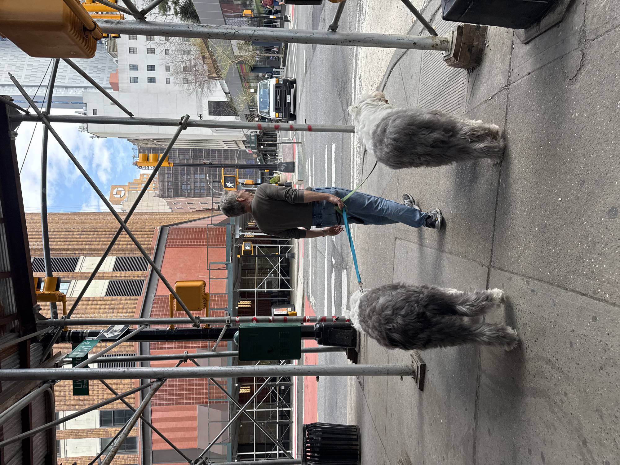 The image depicts a man walking two Old English Sheepdogs on a city sidewalk, likely in New York City, United States of America. The man is wearing a dark green shirt, jeans, and sneakers. He holds the blue leashes of the two dogs, which are gray and white. Scaffolding is present on the left side of the image, and street signs are visible, partially obstructed by the scaffolding. A black garbage can is also visible on the sidewalk. In the background, there are buildings, street lights, and a white truck. The crosswalk and street suggest this is an urban setting.