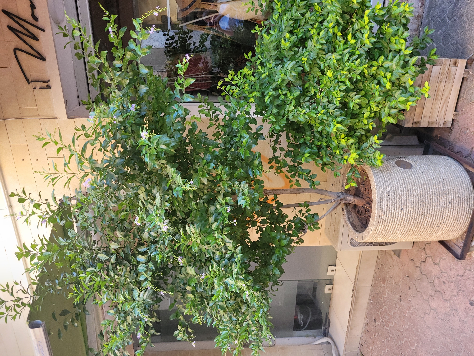 The image captures a storefront in Limassol, Cyprus, featuring two potted plants situated on a patterned paved walkway. To the left, a large tree with lush green foliage and small light purple flowers is planted in a textured, cylindrical stone pot. To the right, a dense shrub with vibrant green and yellowish leaves is housed in a wooden planter. Behind the plants, the storefront features a glass door and windows, with signage that partially reads "il Mon". The environment suggests an outdoor setting with a building facade made of light-colored stone.