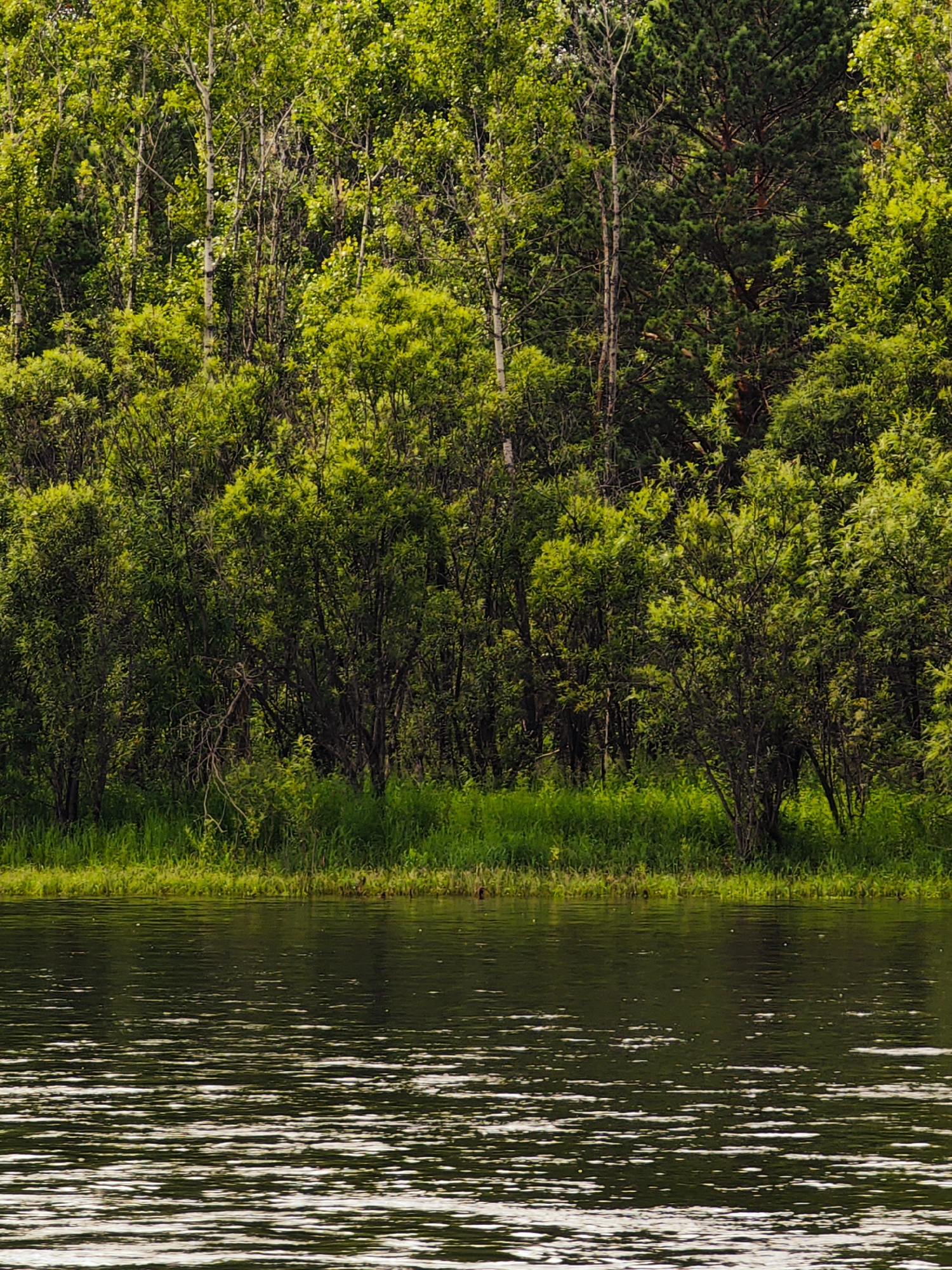 The image depicts a natural scene adjacent to a body of water, likely a lake or river, in Sosnovoborsk, Russia. The foreground is dominated by rippling water with light reflections. The middle ground features a dense line of lush green foliage, including grasses and various trees and bushes. The background is a thick forest, characterized by a variety of tree species, including deciduous trees with light-colored bark and coniferous trees. The overall impression is of a tranquil, undeveloped natural environment. There are no people or man-made structures visible in the image.
