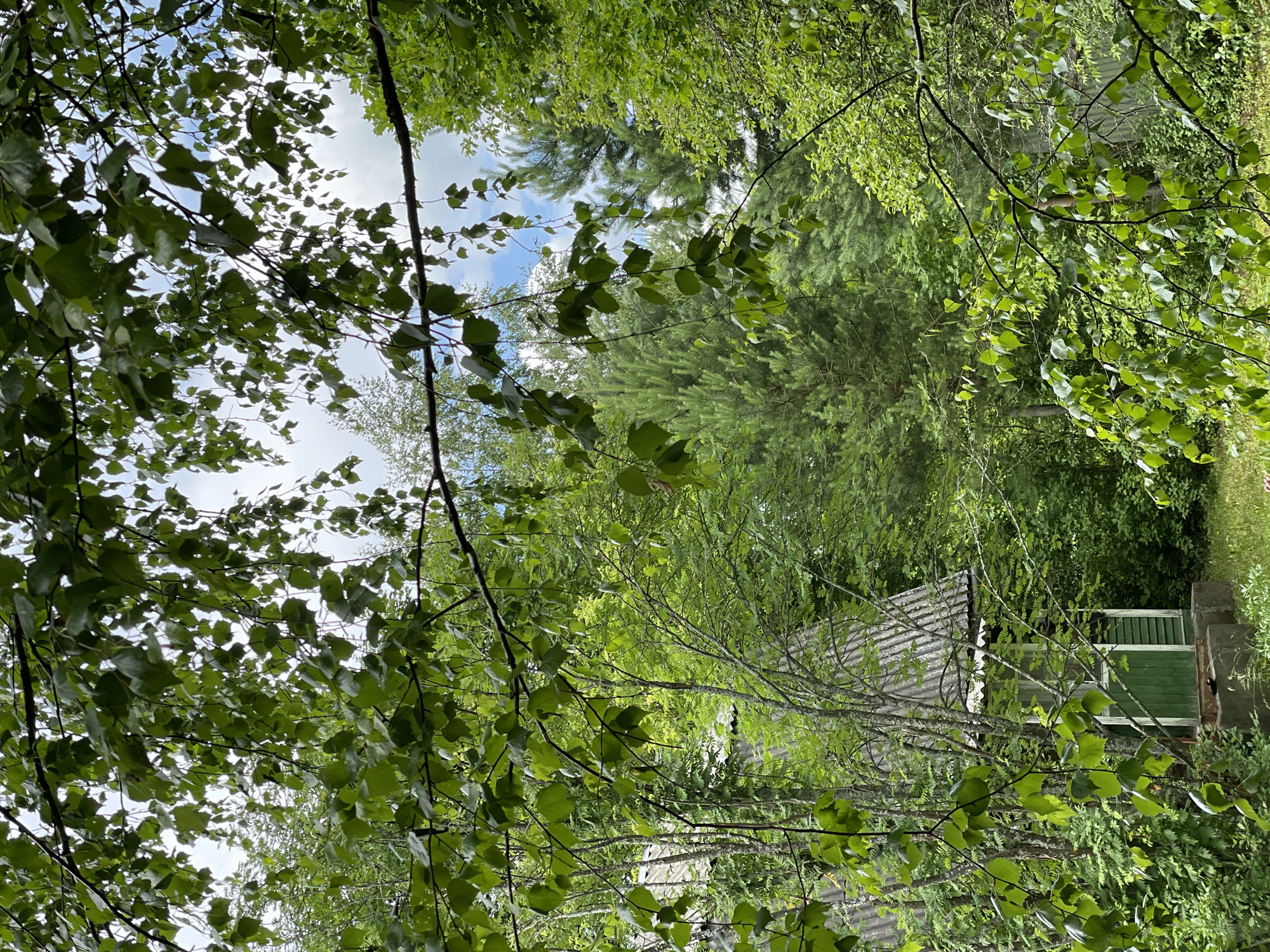 The image captures a view through lush green foliage of a small, rustic structure nestled amongst trees. The structure appears to be a small building with a dark green door and white trim, topped with a corrugated gray roof. It is supported by concrete blocks. Surrounding the structure are various trees and dense green vegetation, with branches and leaves framing the scene. The sky, visible through the leaves, is partly cloudy and blue. The overall impression is one of a secluded, natural setting, possibly in a rural or wooded area.