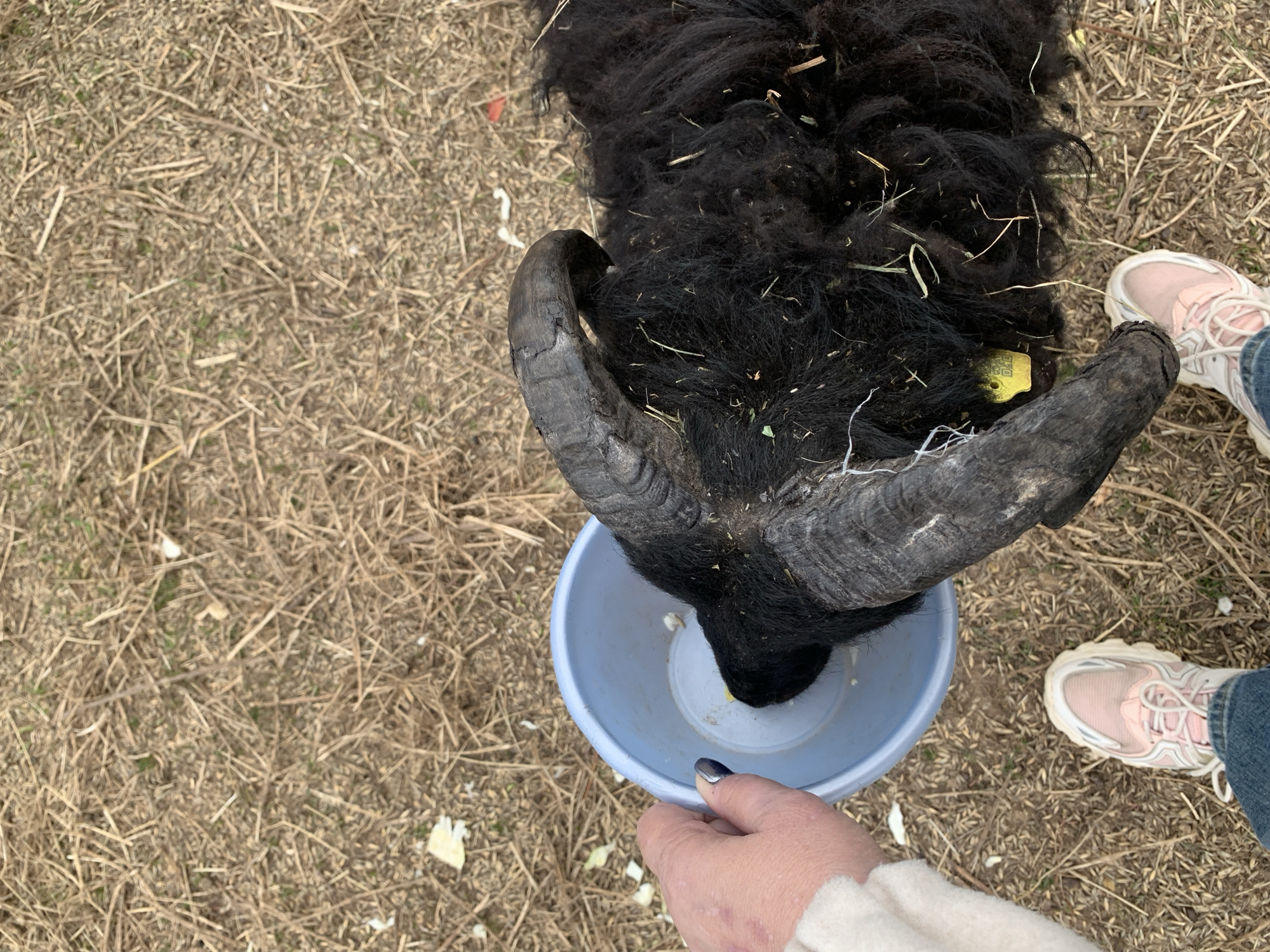 A high-angle shot shows a black sheep eating from a light blue bowl. The sheep has large, dark, curved horns, and a small yellow tag is visible on its coat. A person's hand is holding the bowl, with a portion of their light-colored sleeve visible. The tips of the person's fingernails are painted a dark color. Another person's feet, wearing pink and white sneakers with blue jeans, are visible near the sheep. The ground is covered in dry, tan grass and straw. The location appears to be a rural or outdoor setting, not distinctly within a city, like Ludorvai, Russia. The scene depicts an interaction between people and an animal, specifically feeding the sheep.