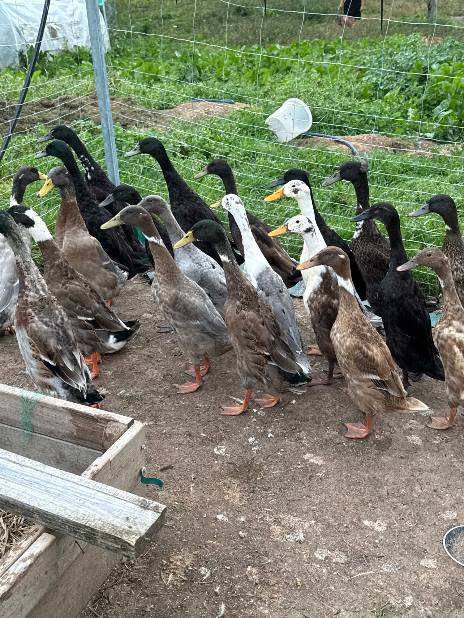 A flock of Indian Runner ducks stands in a dirt enclosure in Galinė, Lithuania. The ducks are of various colors, including brown, white, black, and speckled patterns. They are mostly standing still, with a few looking in different directions. The enclosure is fenced with wire mesh, and behind it, green plants and a greenhouse structure are visible. A white bucket is overturned near the fence. The ground is dirt and some scattered feathers. In the foreground, a wooden planter box is visible.