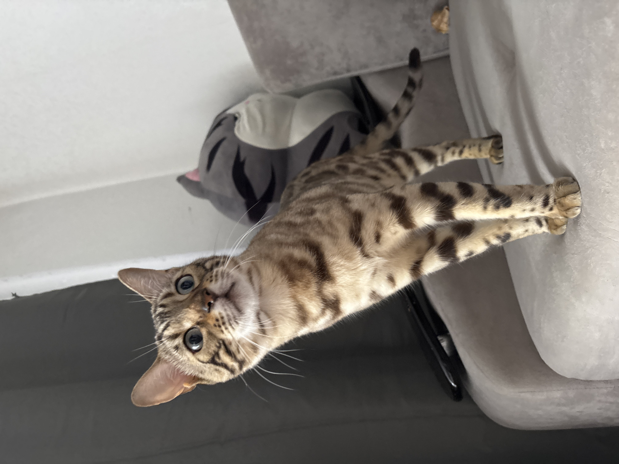 A Bengal cat is standing on a gray sofa. The cat is looking upwards and to the left. Behind the cat, there is a stuffed cat toy and a white wall. To the left of the cat, there is a dark gray curtain. The image does not provide any information about the location in the city of Noviy, Russia.