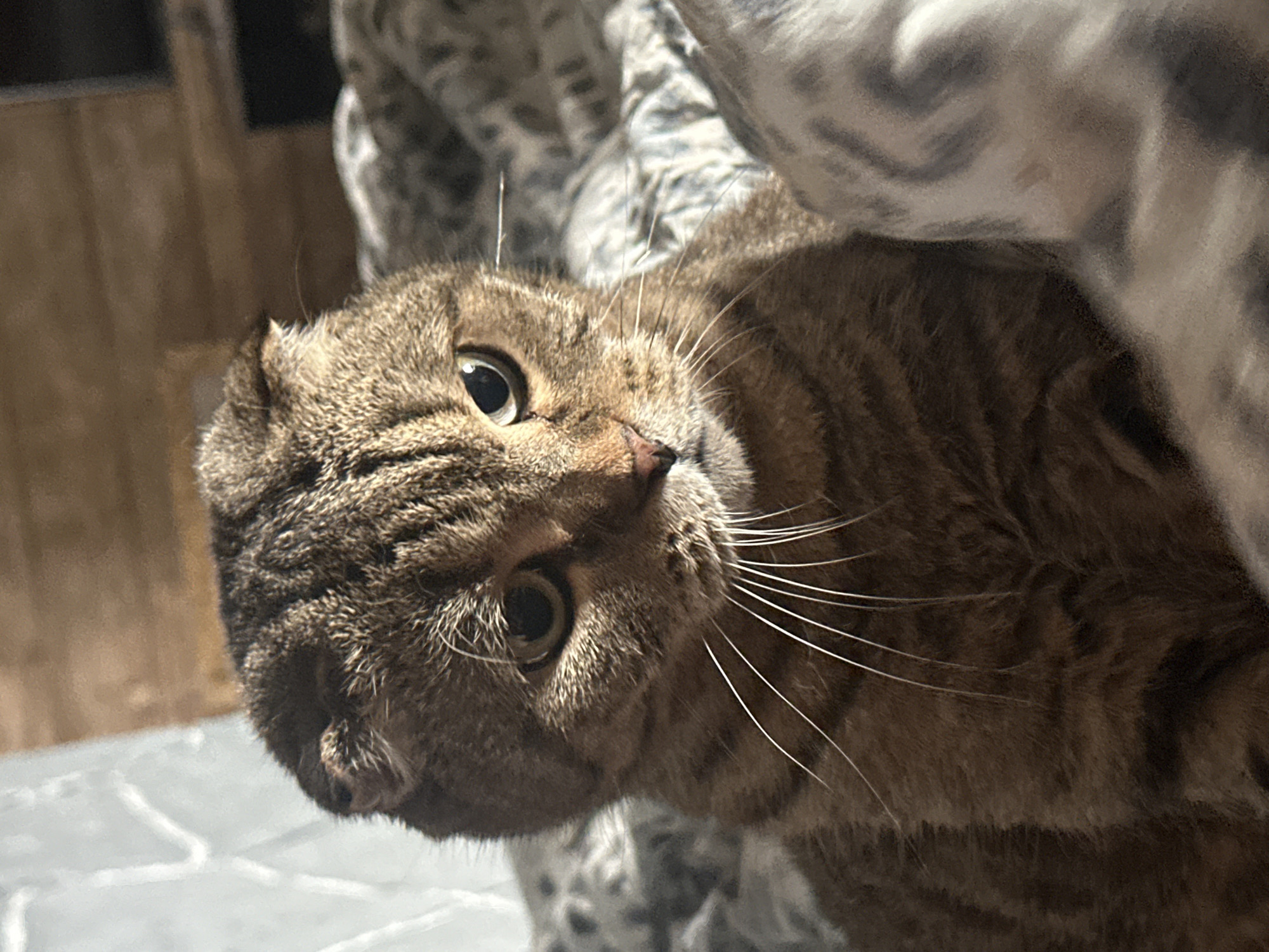This is a close-up, eye-level, portrait-oriented, medium shot photograph of a Scottish Fold cat. The cat is primarily brown with dark tabby markings and has its ears folded forward. Its eyes are open and directed towards the camera, with a slightly melancholic expression. The cat is sitting on a patterned blanket or duvet, which appears to be light gray and white. In the background, a wooden surface is visible, possibly a wall or furniture, illuminated by soft lighting. There are no people or any recognizable landmarks of Virki, Russia, in the image.