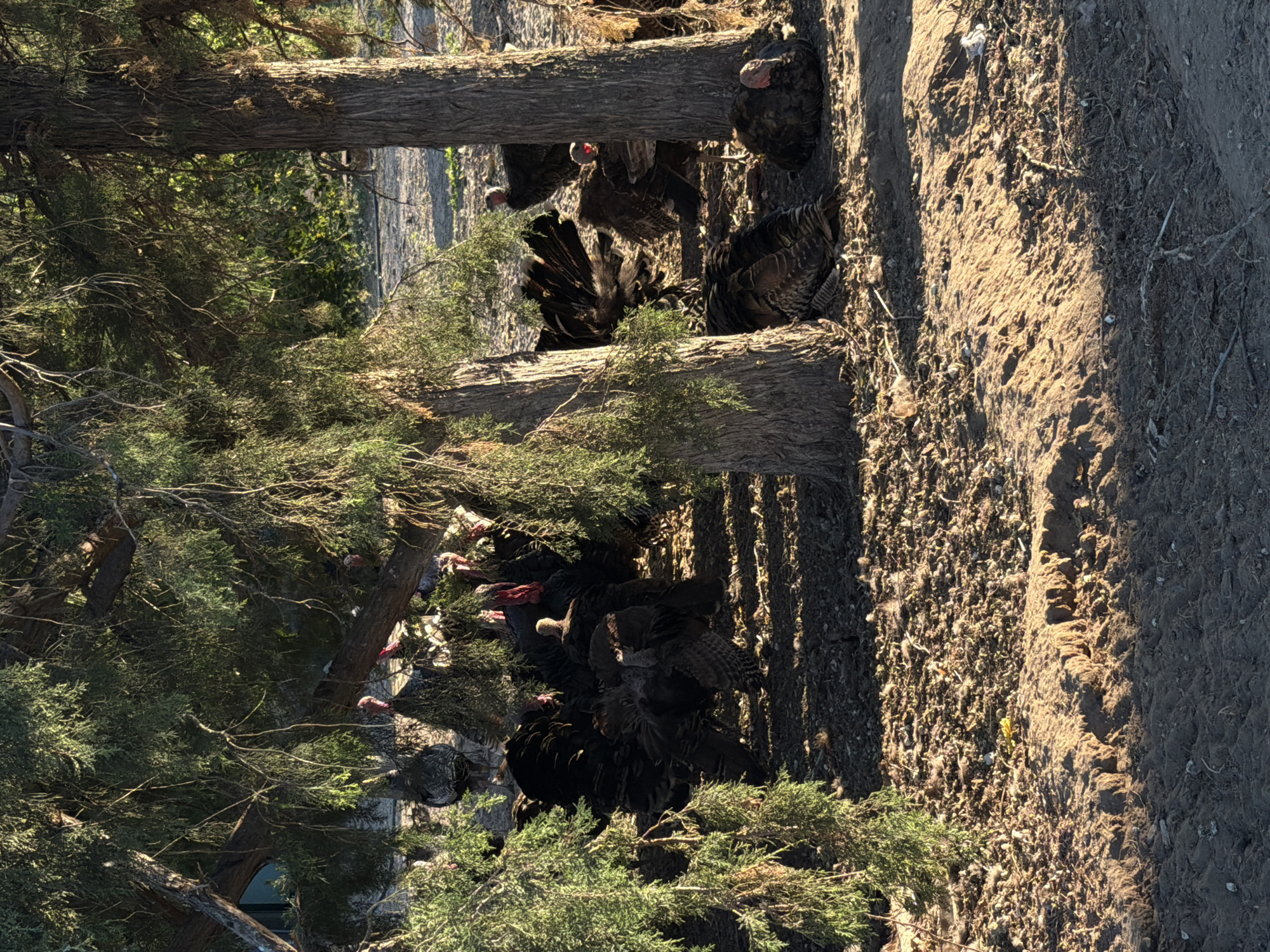 A flock of turkeys is gathered under the shade of trees in an outdoor, possibly rural setting. The turkeys are mostly dark-colored with some displaying iridescent feathers. Some have their heads raised, revealing red wattles. The ground is covered with dry leaves, small stones, and some visible feathers. The trees have rough bark and dense, needle-like foliage. Sunlight filters through the branches, creating dappled light and shadows on the ground and the birds. The scene appears to be a natural habitat for these birds, possibly a farm or a preserve. There are no people or man-made structures clearly visible in the immediate vicinity of the turkeys.