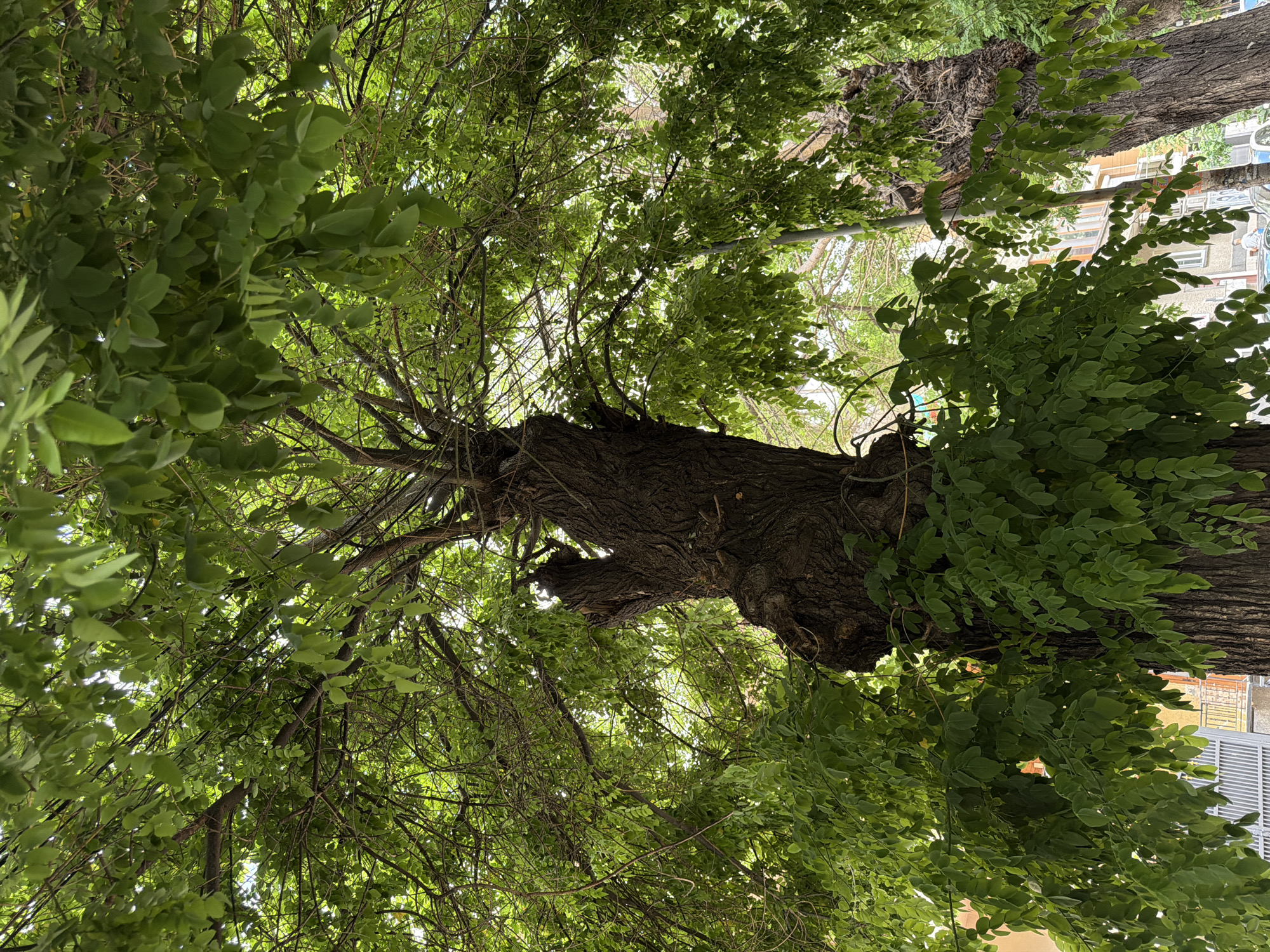 The image captures a low-angle view looking up through the dense foliage of a large tree. The tree has a thick, gnarled, dark brown trunk with rough bark, and its branches spread widely, covered in lush, vibrant green leaves. Sunlight filters through the leaves, creating a dappled effect. In the background, the upper floors of buildings with windows and balconies are visible, along with glimpses of other trees and a street scene with a lamppost and part of a metal fence. The overall impression is of a mature tree providing significant shade in an urban environment.
This scene is located in the city of Pazardzhik, Bulgaria. Specifically, it is on Tsar Ivan Shishman Street, near the central market and the municipal administration building. This is a common area for trees to line the streets and sidewalks, providing shade and greenery to the urban landscape.