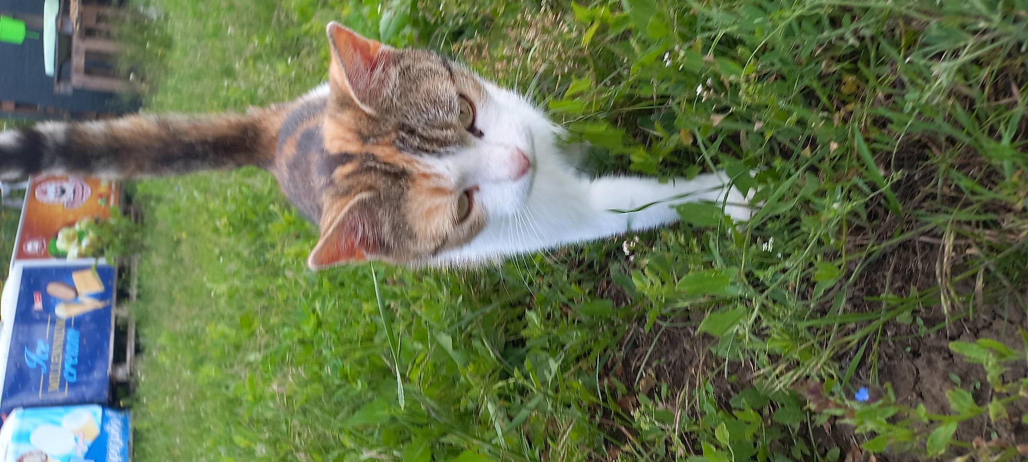 A tri-colored cat with white, brown, and gray fur stretches a paw into the grass. The cat is in a grassy area with various green plants. Behind the cat, out of focus, are ice cream vendor carts. The location is unknown.