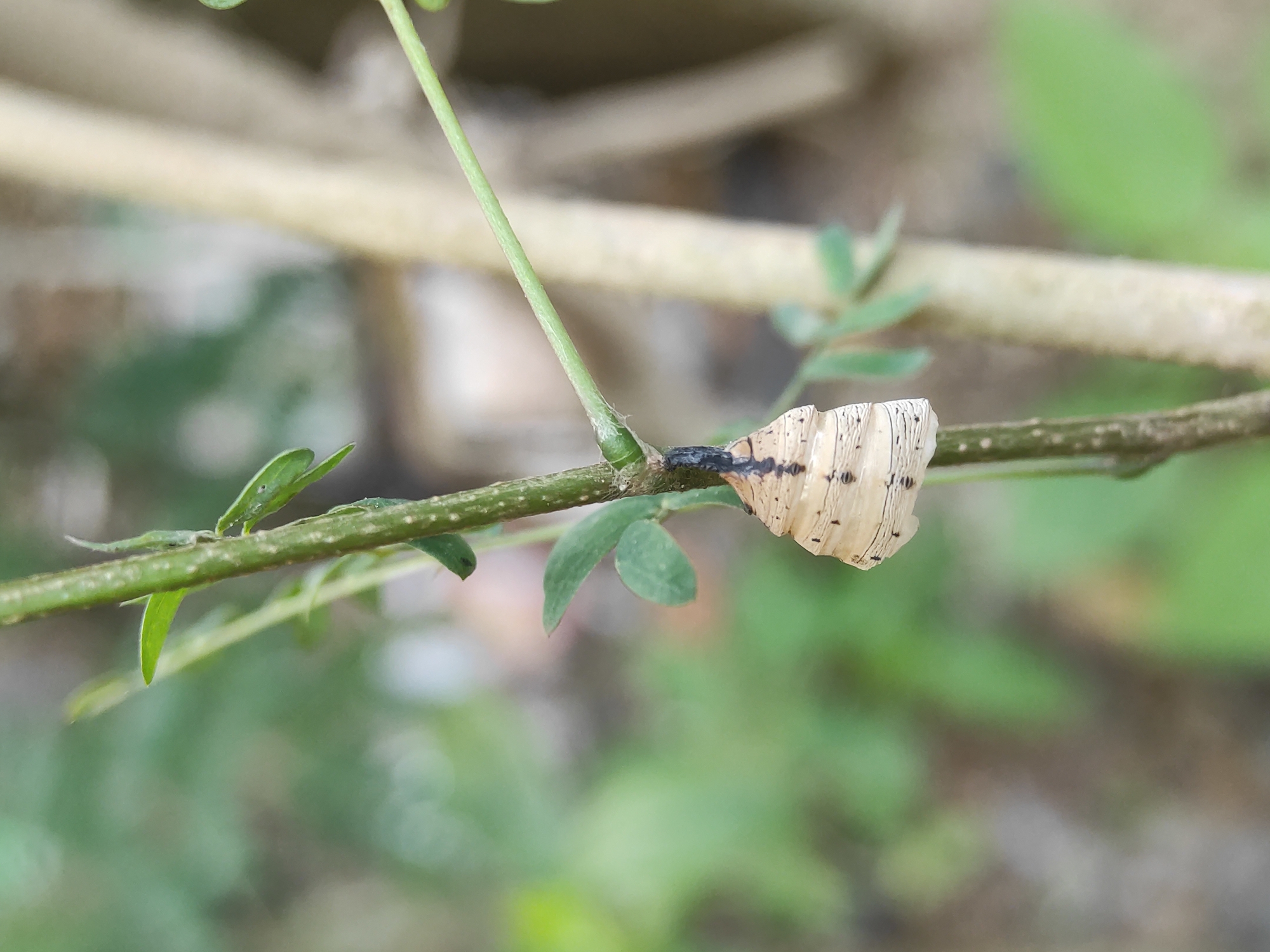 A slug-like creature with a protective shell is attached to a thin, green plant stem. The shell is beige and patterned with dark lines. The creature's head, which is black, connects the shell to the stem. The surrounding environment includes green foliage and a blurred background of foliage and a pale brown branch. The location is assumed to be in a natural or garden setting within the city of Lhokseumawe, Indonesia.