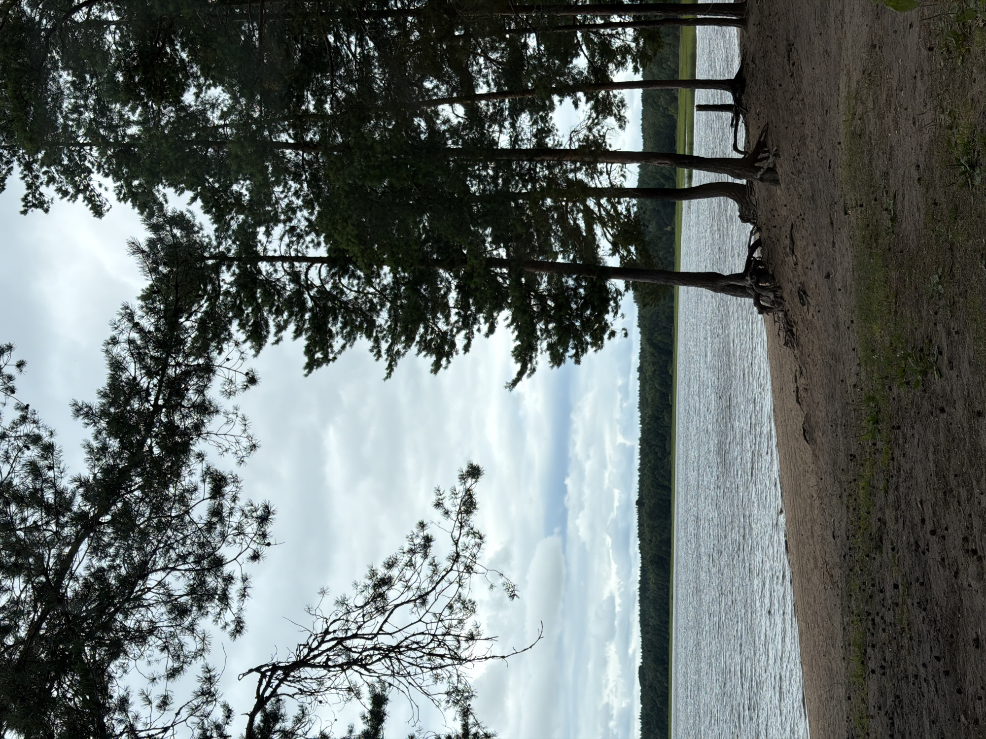 The image depicts a natural scene on the shore of a body of water. The foreground is a sandy area with some sparse vegetation and scattered pinecones. A line of tall pine trees with exposed, gnarled roots stands on the edge of the sand, their dark green needles creating a dense canopy in places. Beyond the trees, a wide lake or reservoir stretches out, its surface rippled by a gentle breeze under a cloudy sky. The distant shoreline is lined with a dense forest of dark green trees. The overall impression is one of a tranquil, possibly remote, lakeside setting. The description of the location as being in the city of Glubokoe, Russia, is an assumption and cannot be verified from the visual information provided in the image.