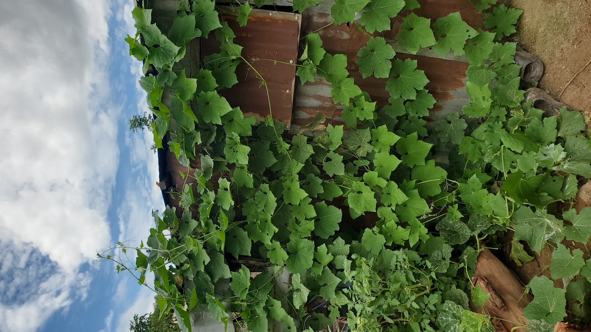 The image depicts a densely vegetated scene in Jalingo, Nigeria, dominated by a vibrant green vine covering a weathered, rusty corrugated metal wall and fence. The vine's large, lobed leaves create a thick canopy, obscuring much of the underlying structure. In the background, a bright blue sky with scattered white clouds is visible. To the left of the vine, a portion of a concrete structure is present. At the base of the wall, on the ground, a pair of worn, dark-colored sandals are visible amongst the trailing vines and dry earth. The overall impression is one of overgrowth and natural elements reclaiming man-made structures in an outdoor, possibly rural or semi-urban, environment.