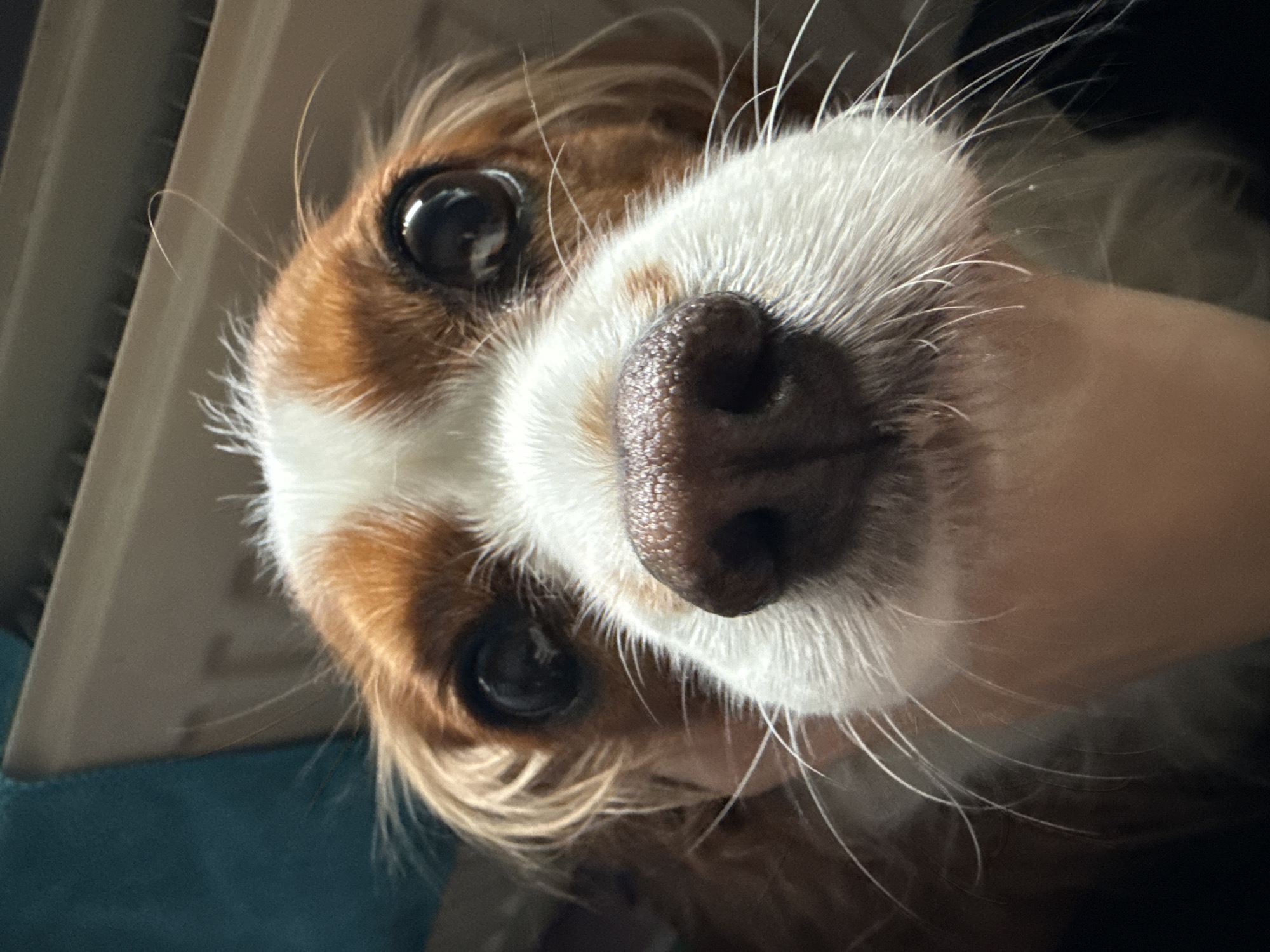 A close-up, upward-angled photograph shows the face of a Cavalier King Charles Spaniel dog. The dog has brown and white fur, with a prominent black nose. The dog's eyes are large and dark. The background is blurred, with hints of a radiator and blue fabric. The location is not discernible.