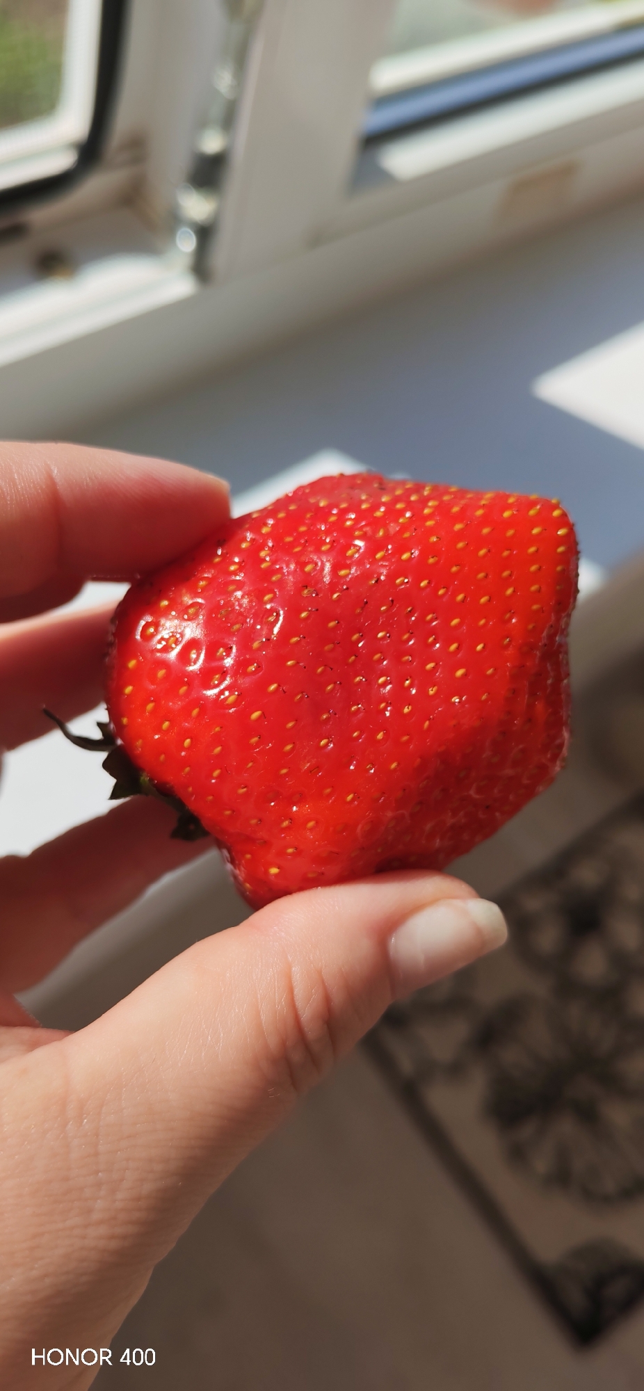 A hand holds a large, red strawberry in front of a window. The strawberry is close-up, showing its texture and seeds. The hand has fair skin and neatly trimmed fingernails with no nail polish. A window with multiple panes is visible in the background, out of focus. A shadow of a floral rug falls upon the bottom of the frame. The lower-left corner of the image contains the text "HONOR 400." The picture was likely taken indoors in natural lighting. It is not possible to determine the location in Noviy, Russia from this image.