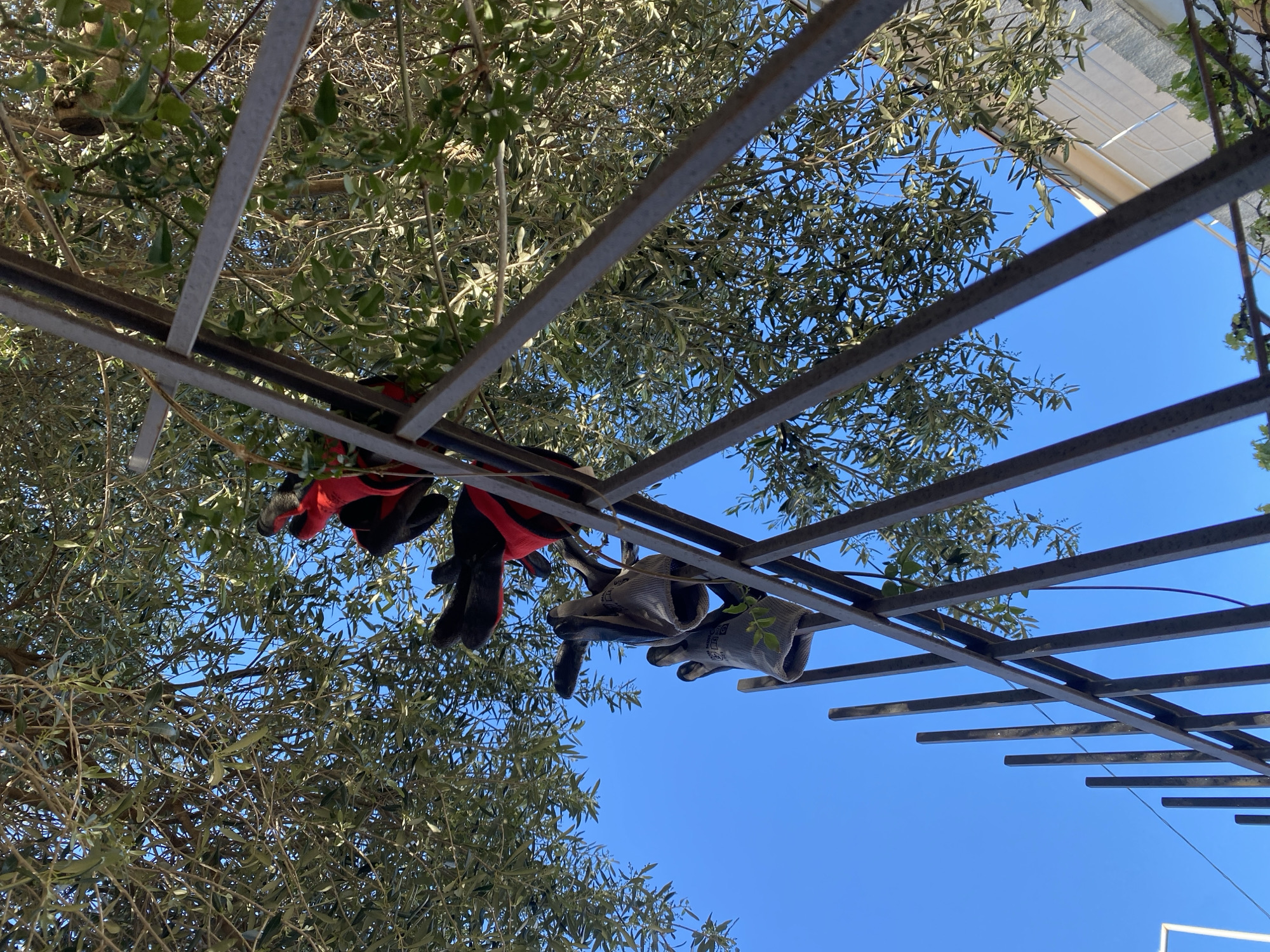 From a low angle perspective, the image captures a view upwards towards a structure composed of parallel metal bars against a clear blue sky. The foreground includes branches and leaves, partially obscuring the sky. Gloves, some red and black, and others gray, are draped over the metal bars. The location is Budva, Montenegro.