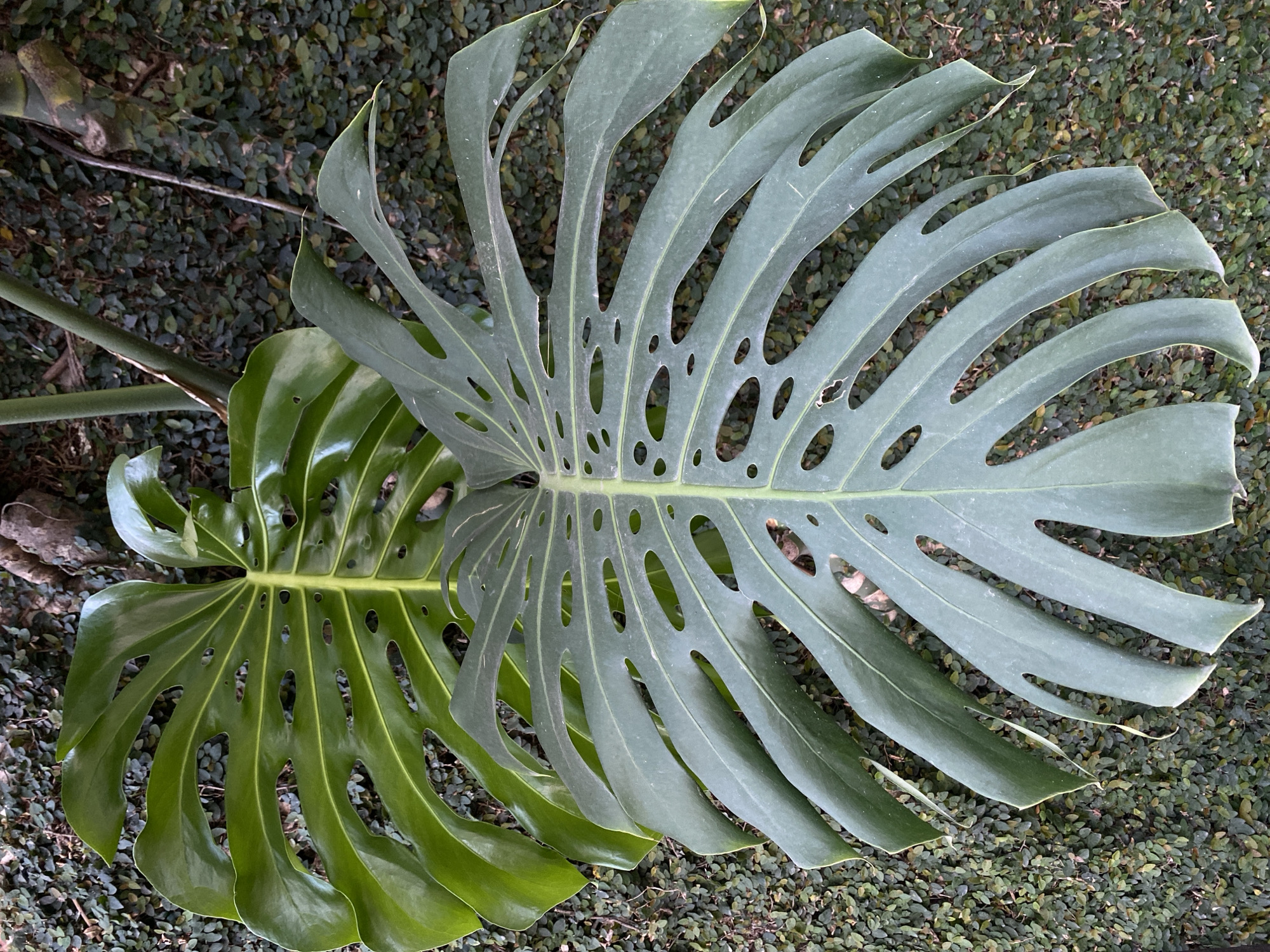 The image shows two large, green Monstera leaves with characteristic fenestrations (holes). The leaves are positioned against a background of a wall covered in small, dense green ivy. The lighting suggests an outdoor setting, and the textures of the leaves and ivy are clearly visible. There are no people or animals present in the image. The origin of the image in Kathmandu Metropolitan City, Nepal, is not discernible from the visual information alone.