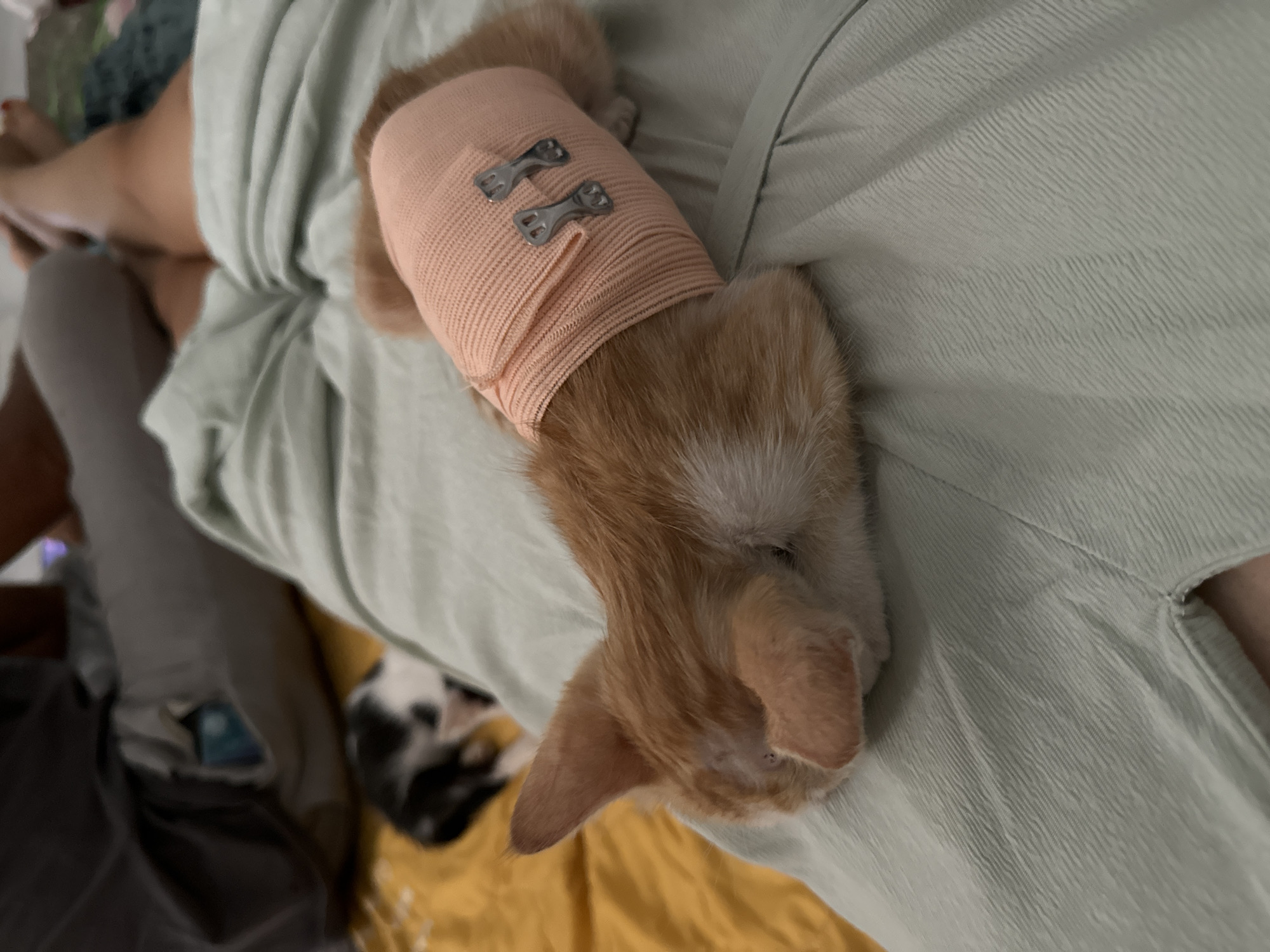 In Mũi Né, Vietnam, a ginger kitten with a pale peach bandage wrapped around its midsection is resting on a light green textured fabric. The kitten's head is tucked down, and its right ear is pointed upwards. Behind the kitten, a black and white kitten is visible, partially obscured by the ginger kitten and the fabric. In the background, out of focus, are the legs of at least two individuals wearing casual clothing, positioned on a yellow surface. The lighting suggests an indoor setting, possibly a domestic environment.