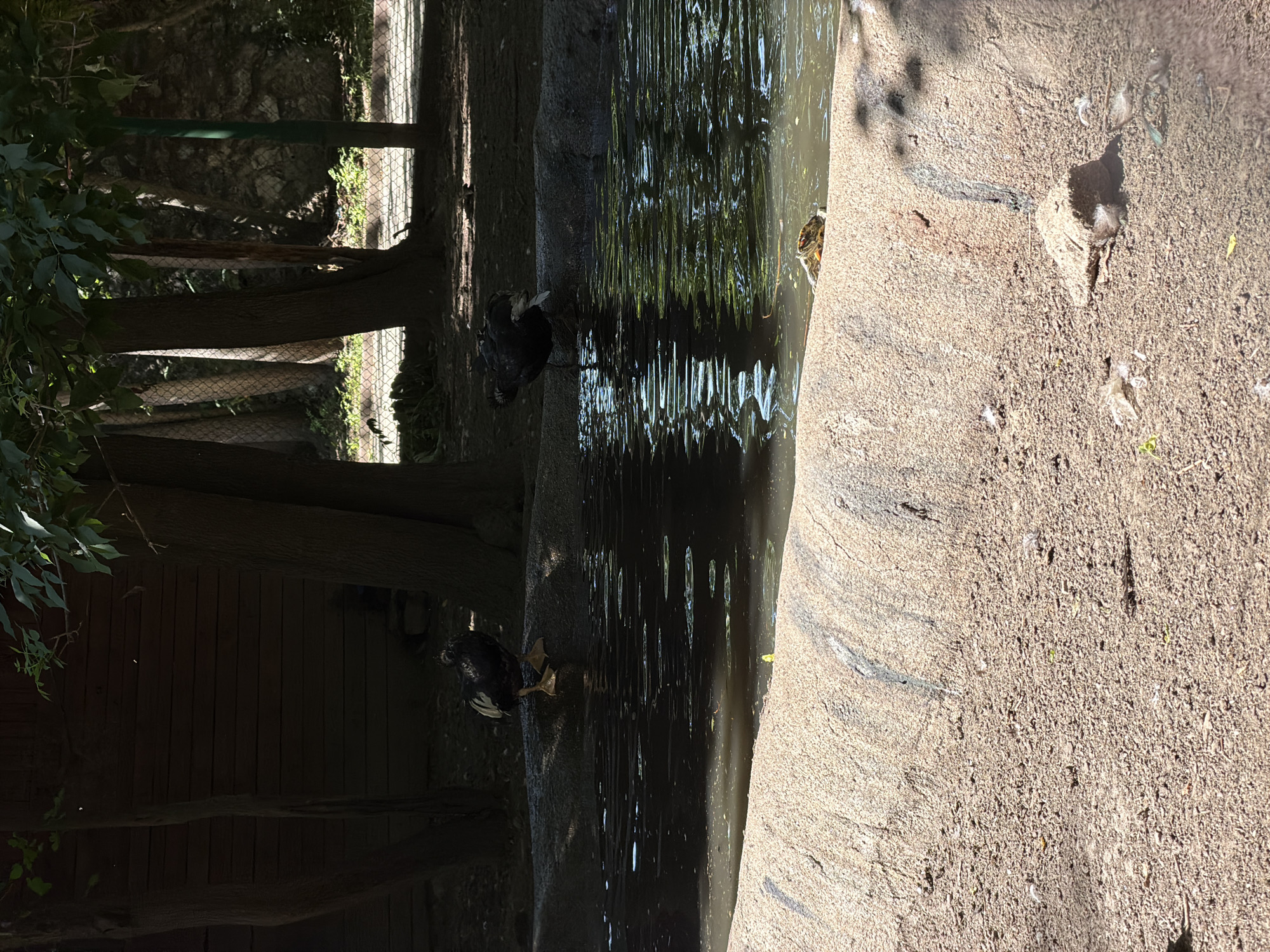 Two domestic chickens, one black with white tail feathers and one black, stand at the edge of a shallow, murky pond. The chicken on the left is facing right, while the chicken on the right is facing left. In the water, a small turtle with a green and yellow shell is visible, facing left. The pond is surrounded by rough, sandy terrain and bordered by a low concrete structure. In the background, trees with sparse foliage cast shadows across the scene, and a wooden structure and fencing are partially visible. The environment appears to be an outdoor enclosure, possibly a zoo or park, located in Pazardzhik, Bulgaria.